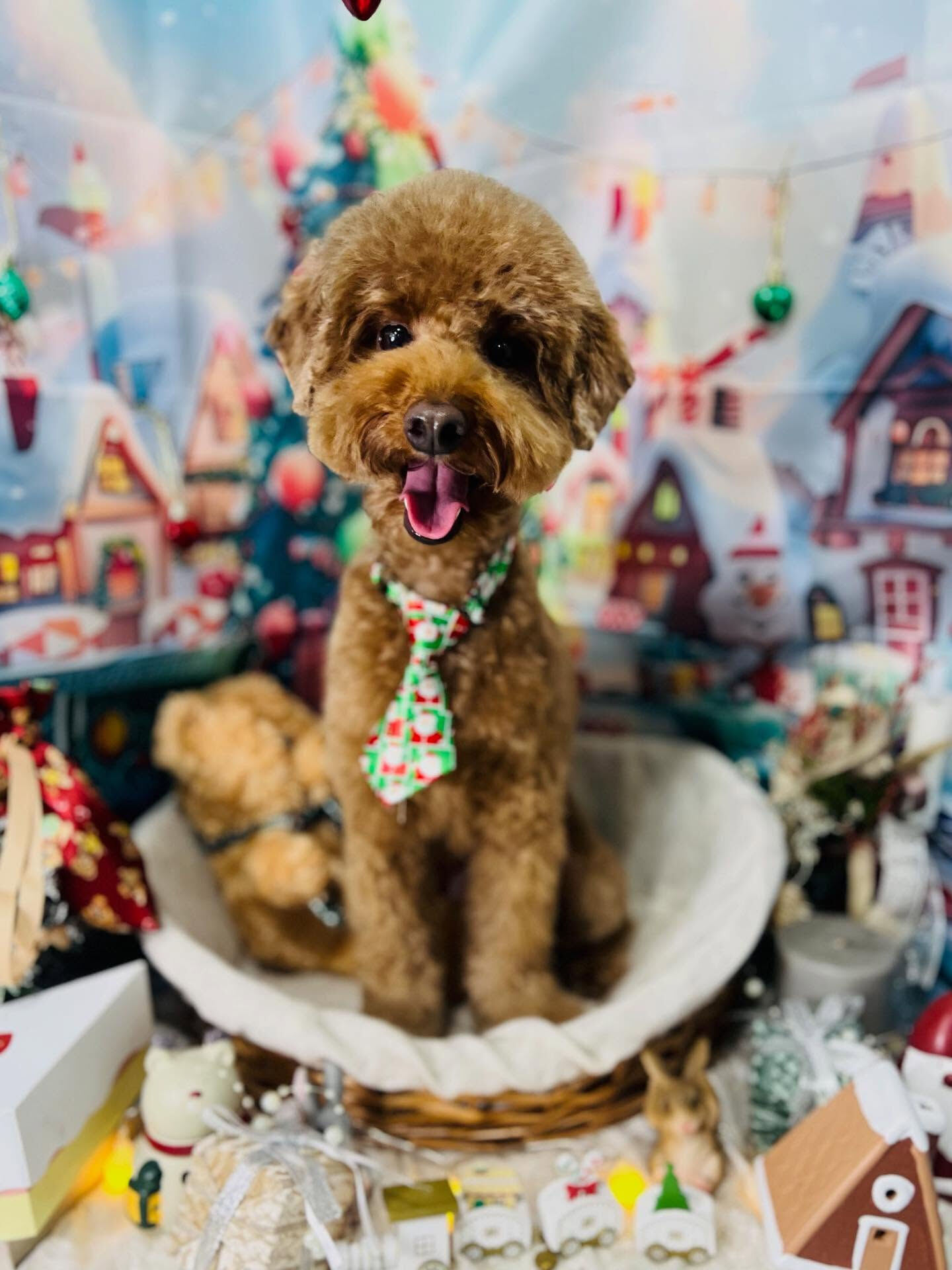 ご来店いただいたラヴィくんです🐶✨
