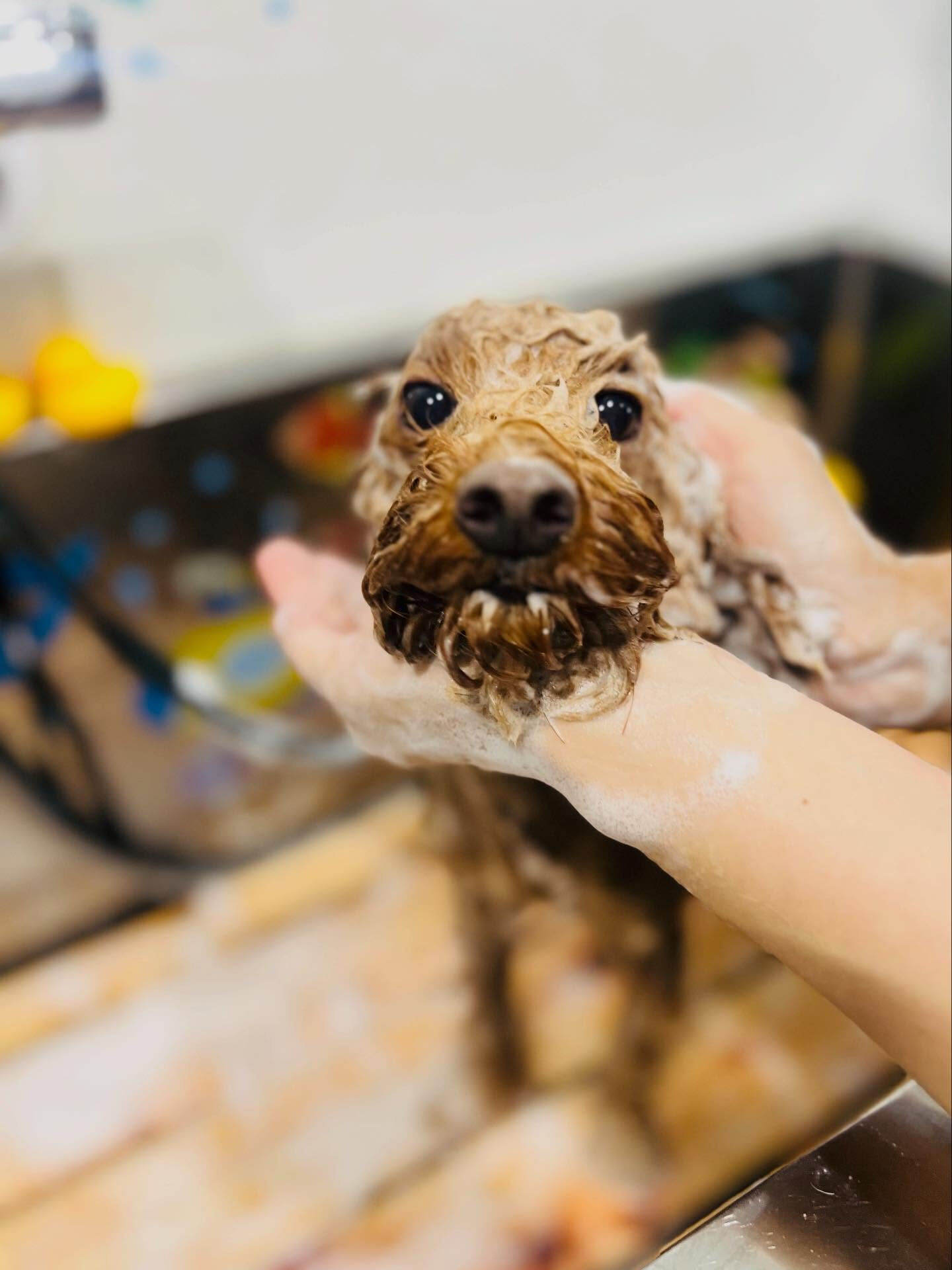 ご来店いただいたラヴィくんです🐶✨