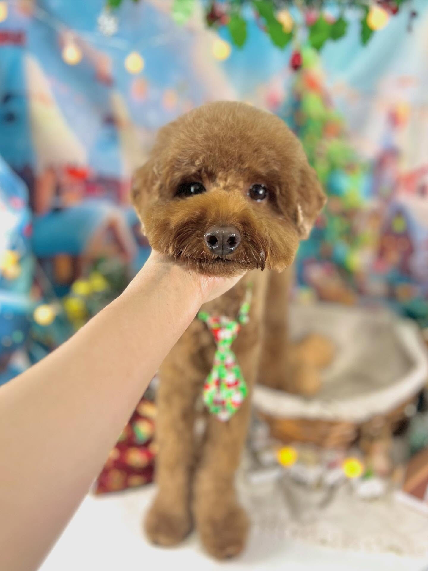 ご来店いただいたラヴィくんです🐶✨