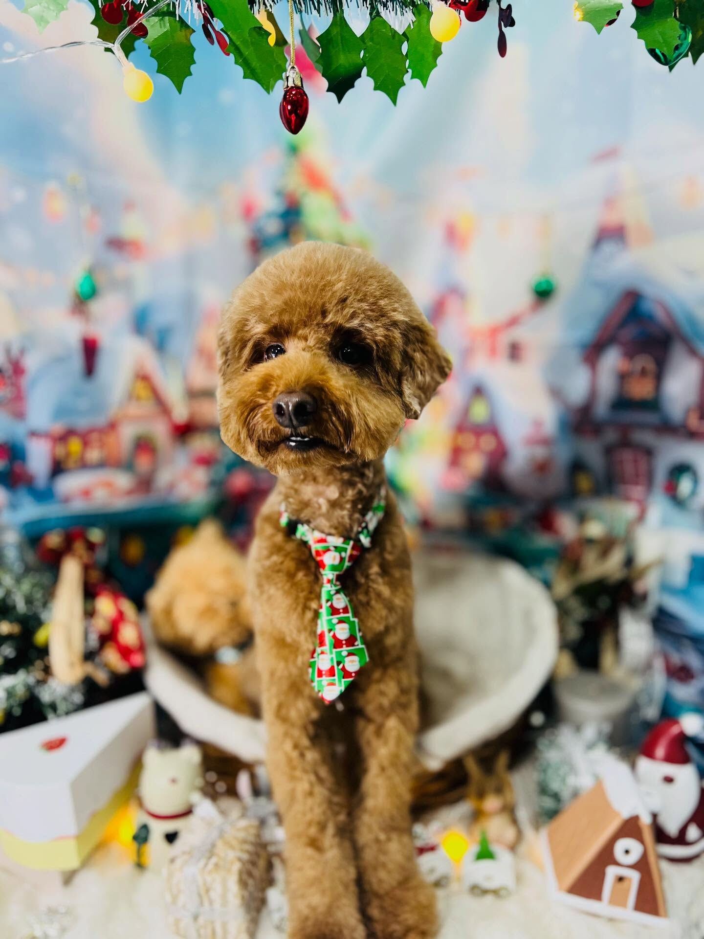 ご来店いただいたラヴィくんです🐶✨