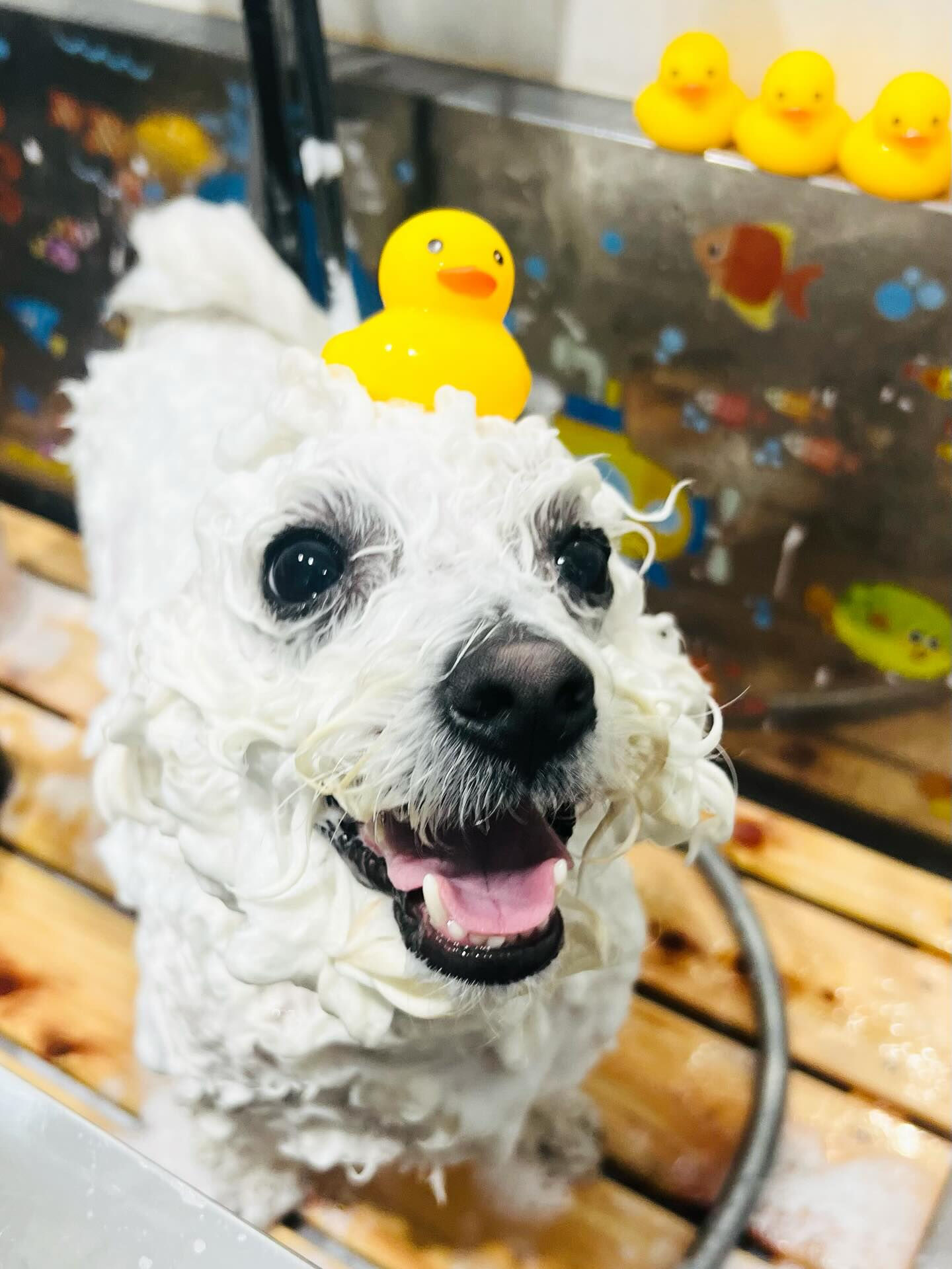 ご来店いただいたアムロくんです🐶✨