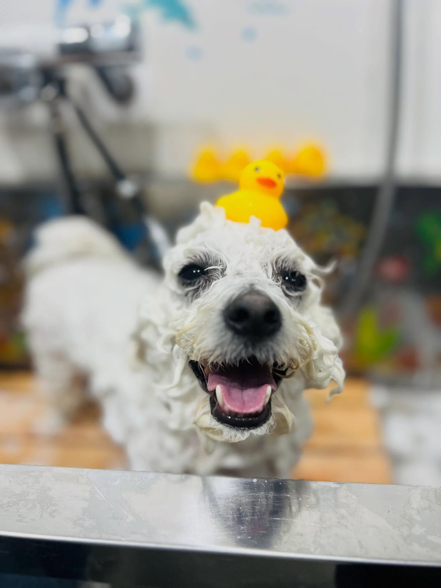 ご来店いただいたアムロくんです🐶✨