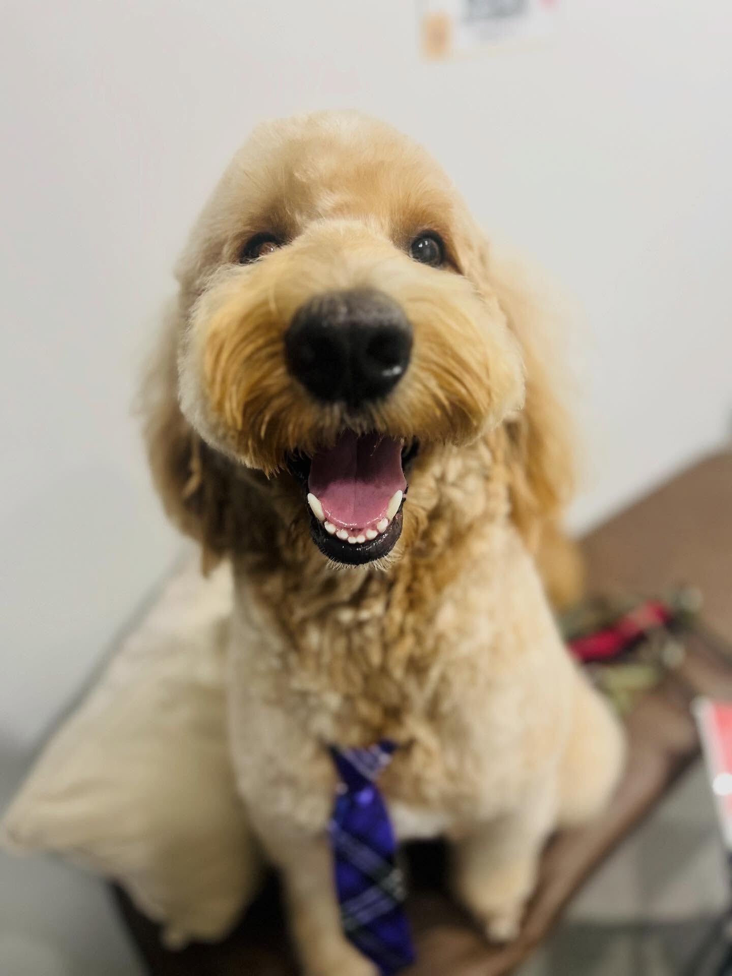 ご来店いただいた、サクモくんです🐶✨
