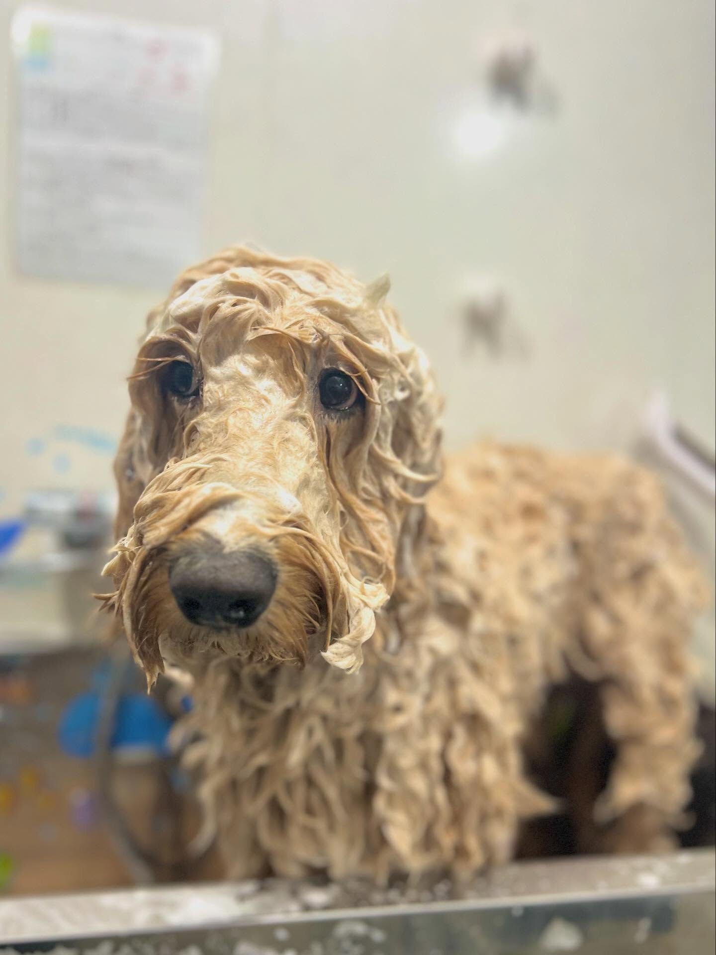 ご来店いただいた、サクモくんです🐶✨
