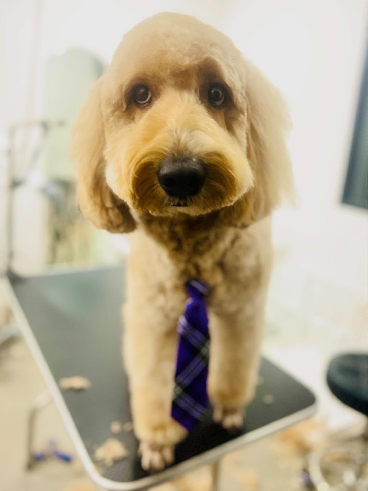 ご来店いただいた、サクモくんです🐶✨