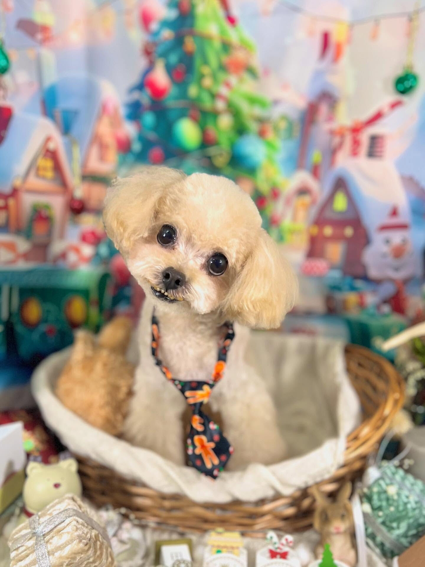 ご来店いただいたソイくんです🐶✨