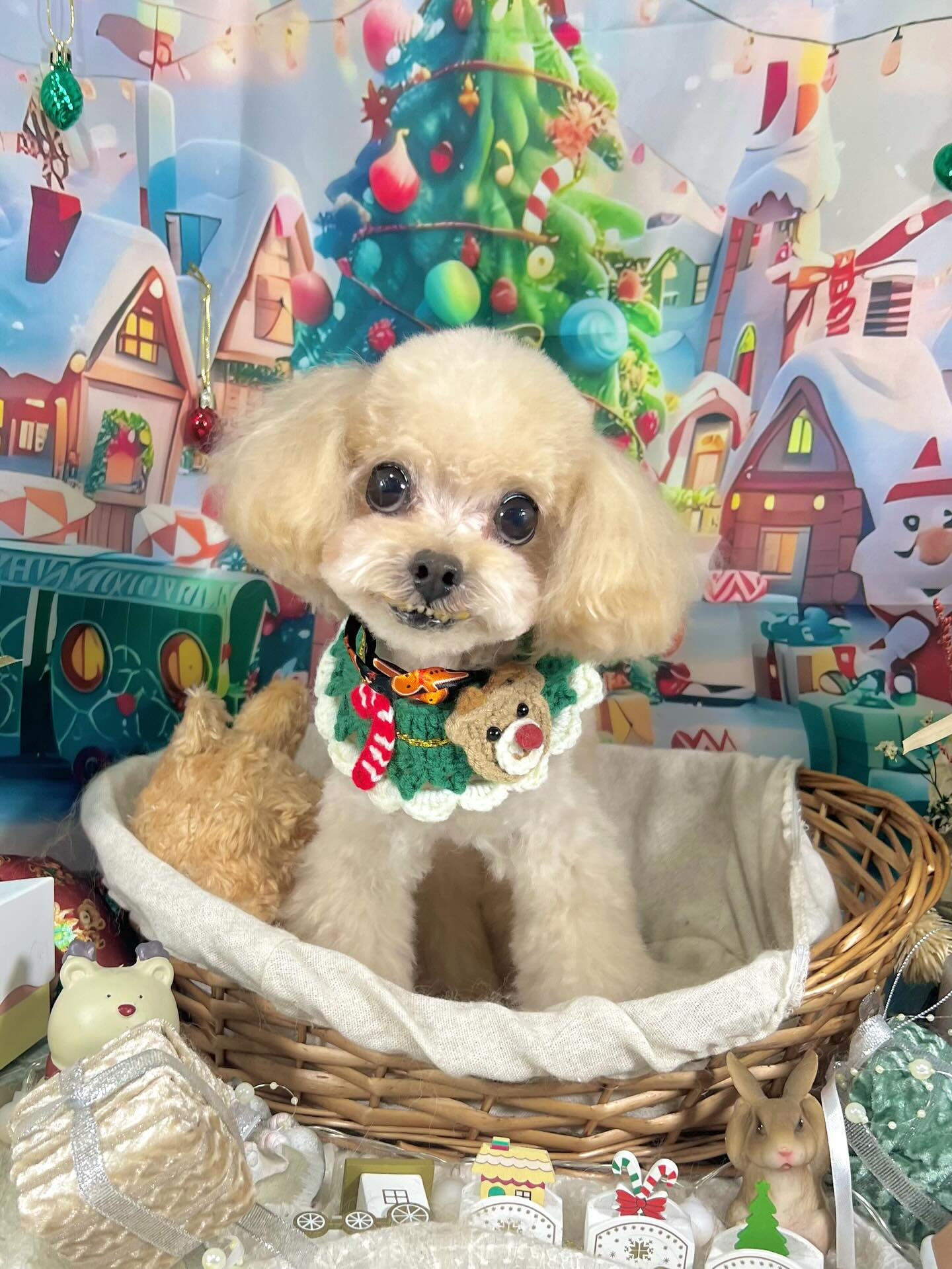 ご来店いただいたソイくんです🐶✨