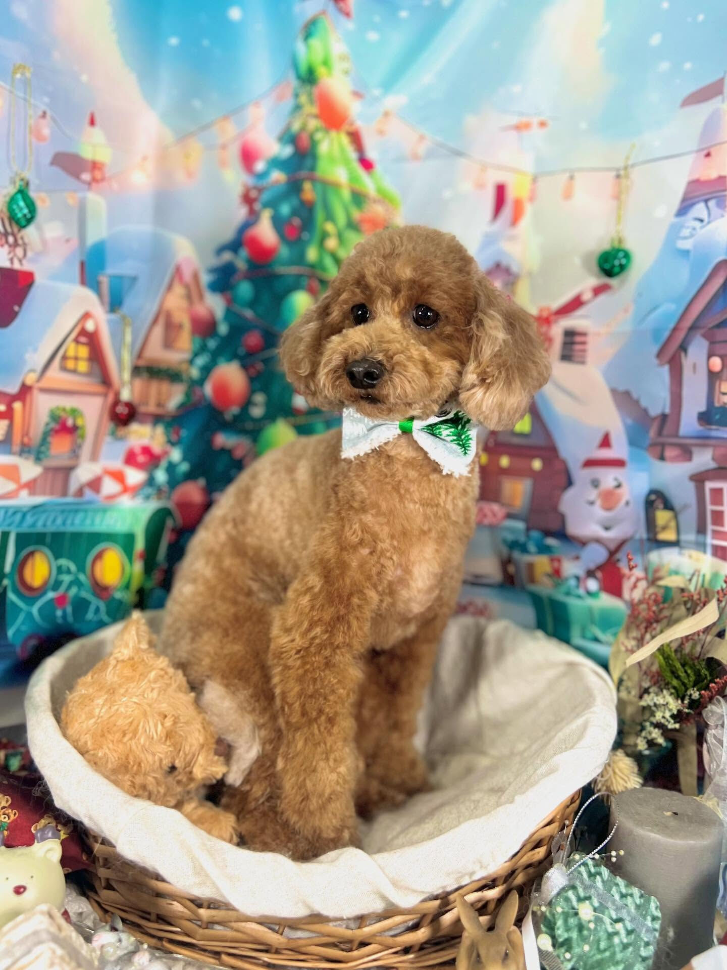 ご来店いただいたもこくんです🐶✨