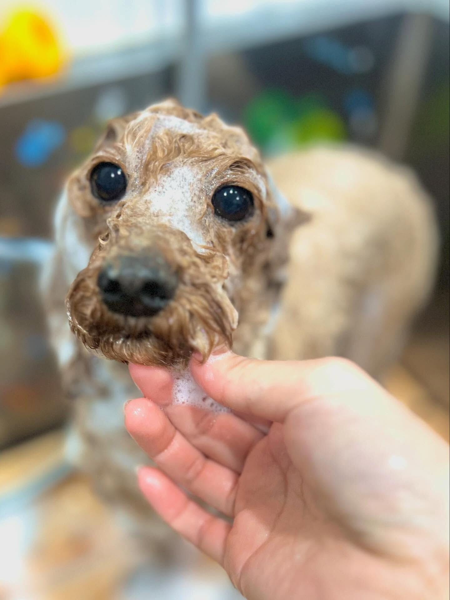 ご来店いただいたもこくんです🐶✨
