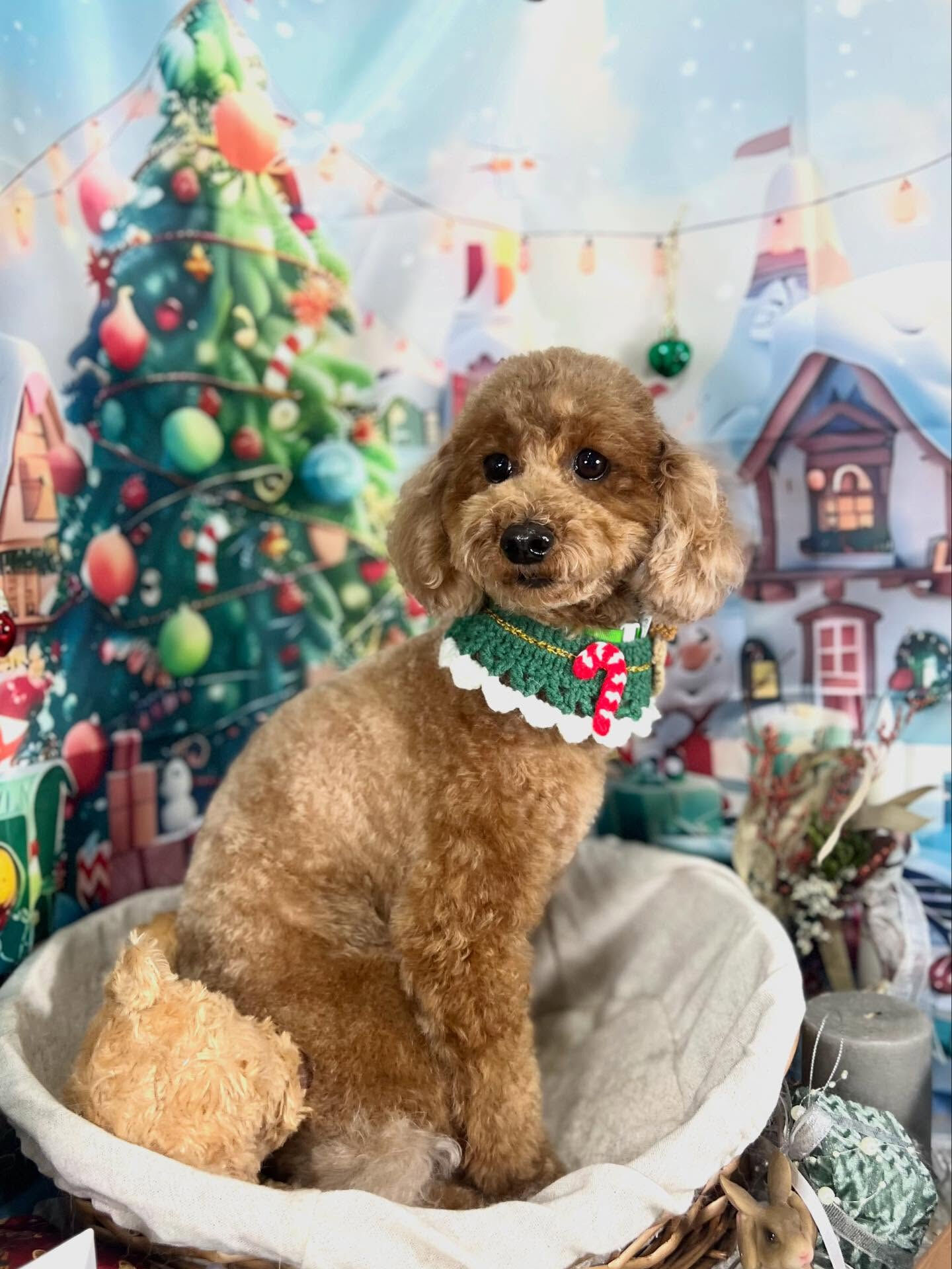 ご来店いただいたもこくんです🐶✨