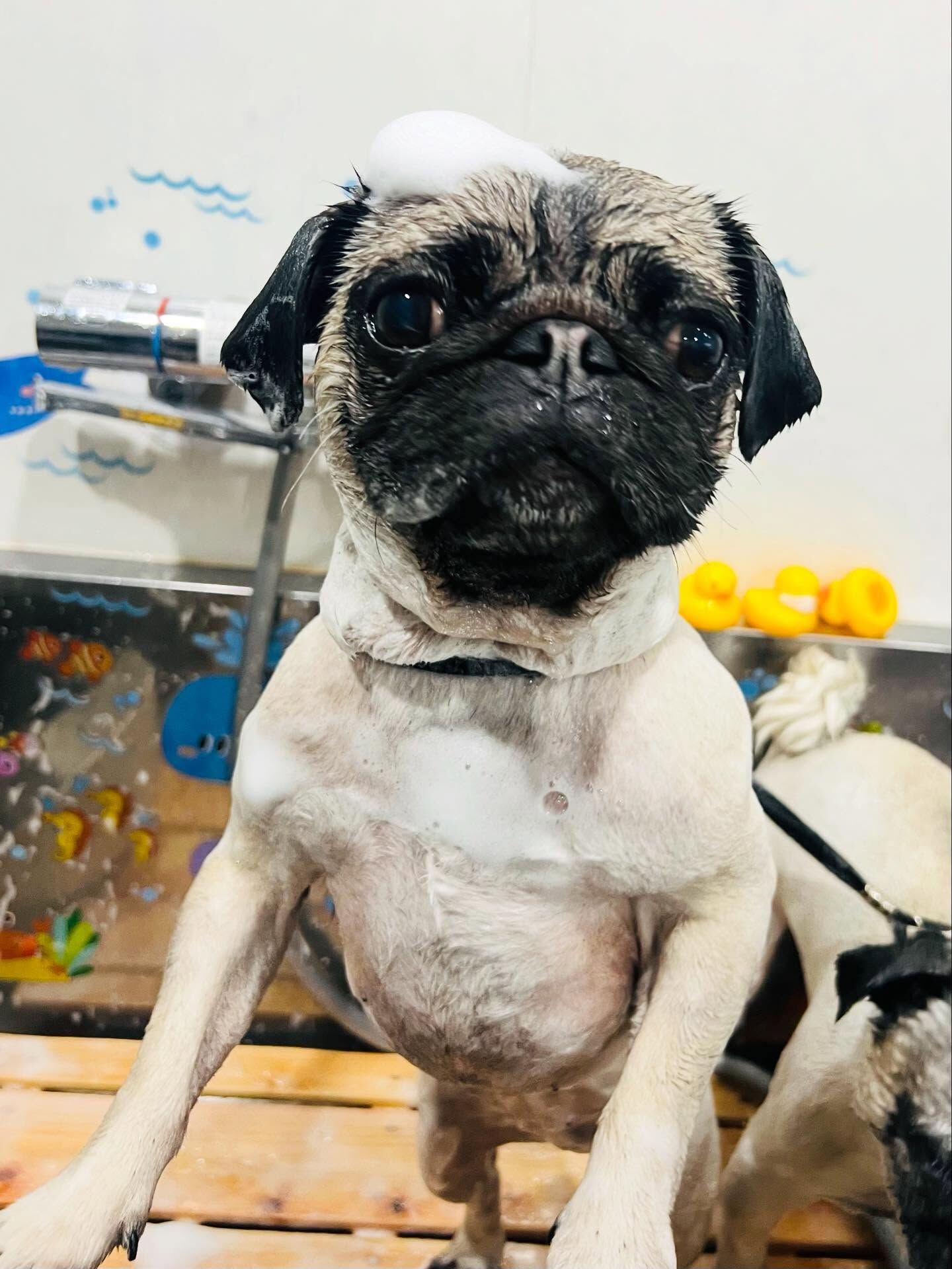 ご来店いただいたけいとちゃんです🐶✨