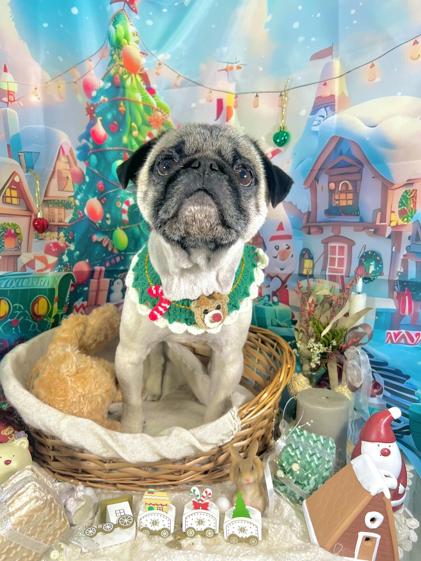 ご来店いただいたいぃとくんです🐶✨