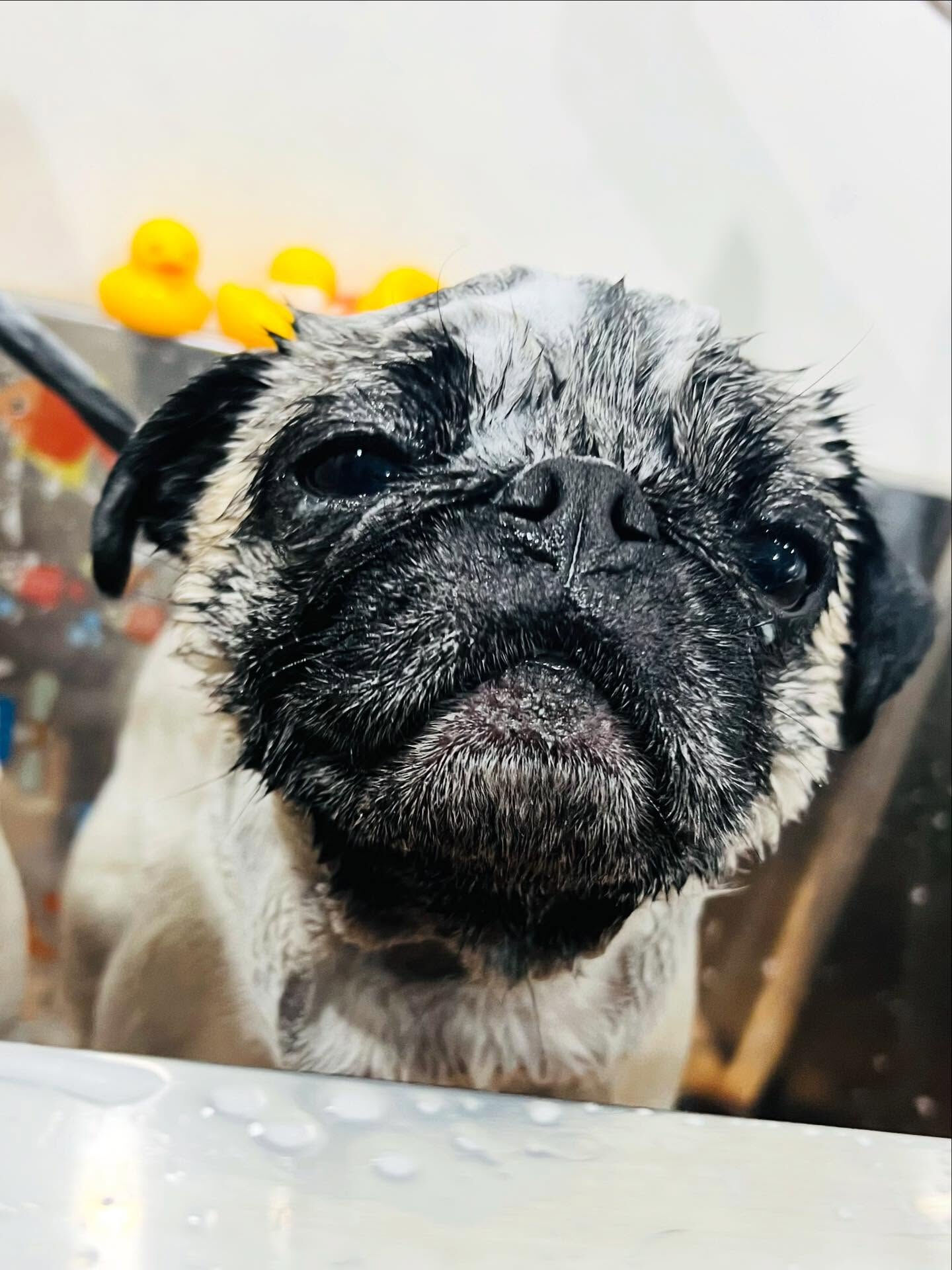 ご来店いただいたいぃとくんです🐶✨