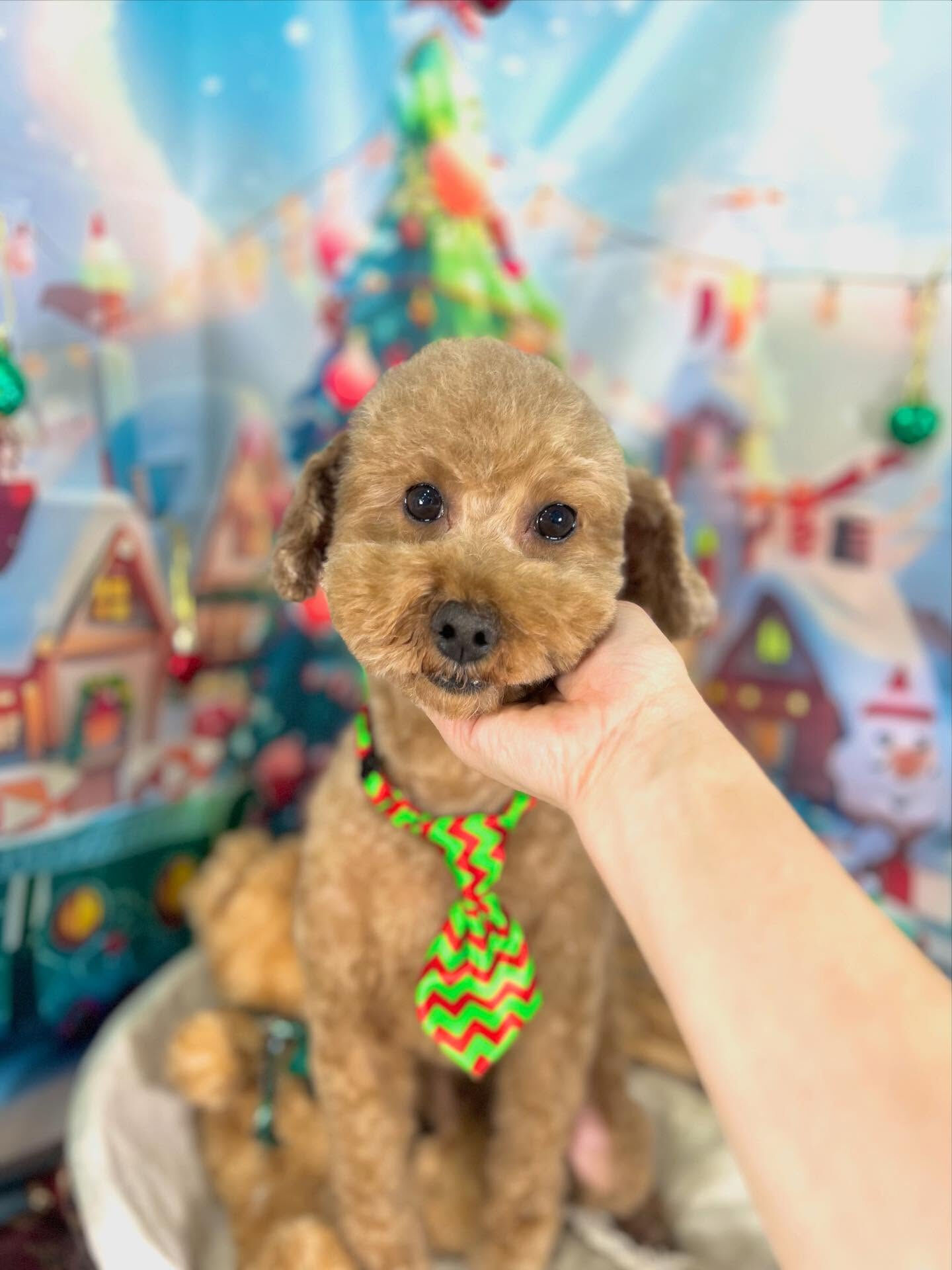 ご来店いただいた竜くんです🐶✨