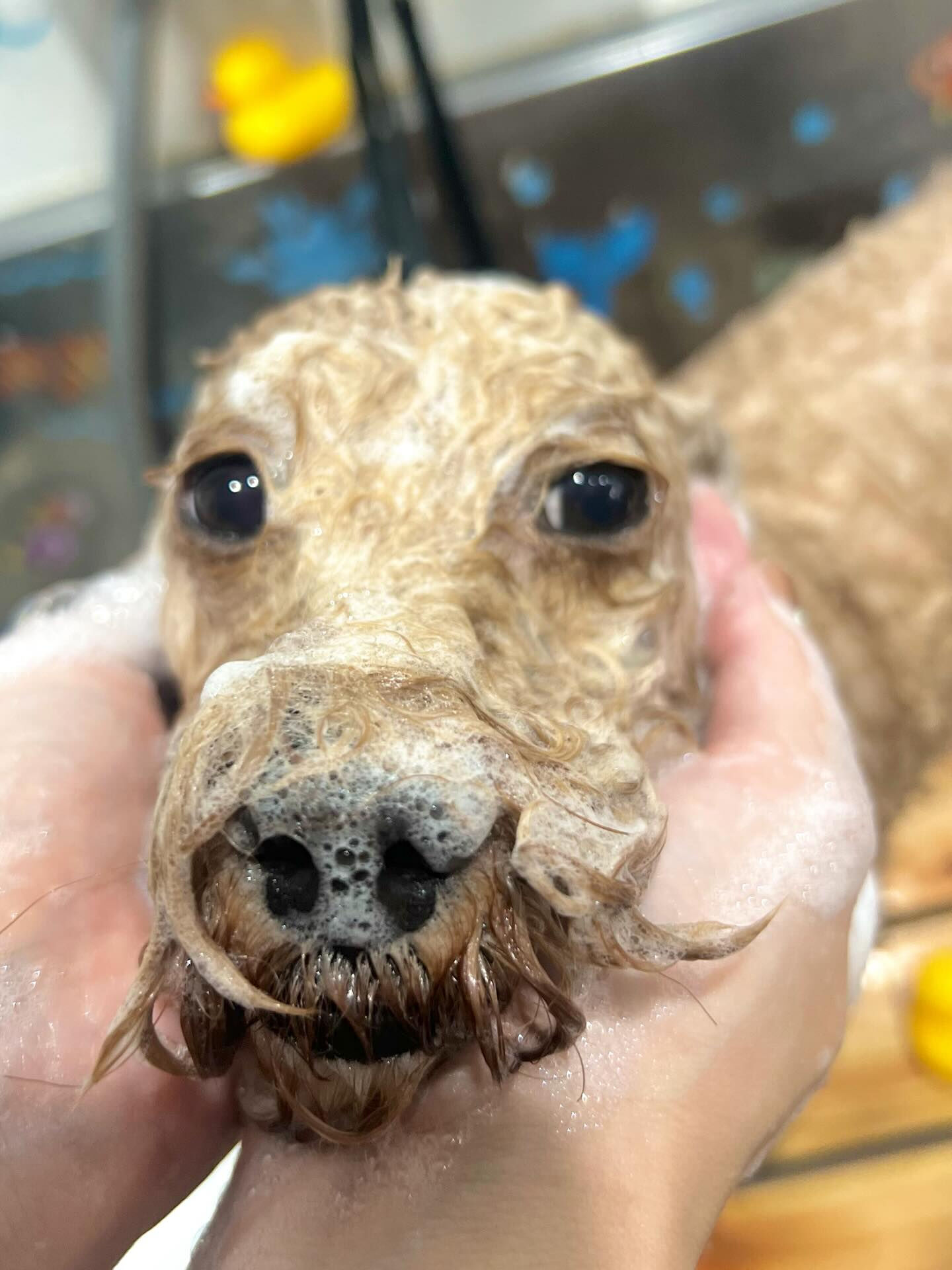ご来店いただいた竜くんです🐶✨