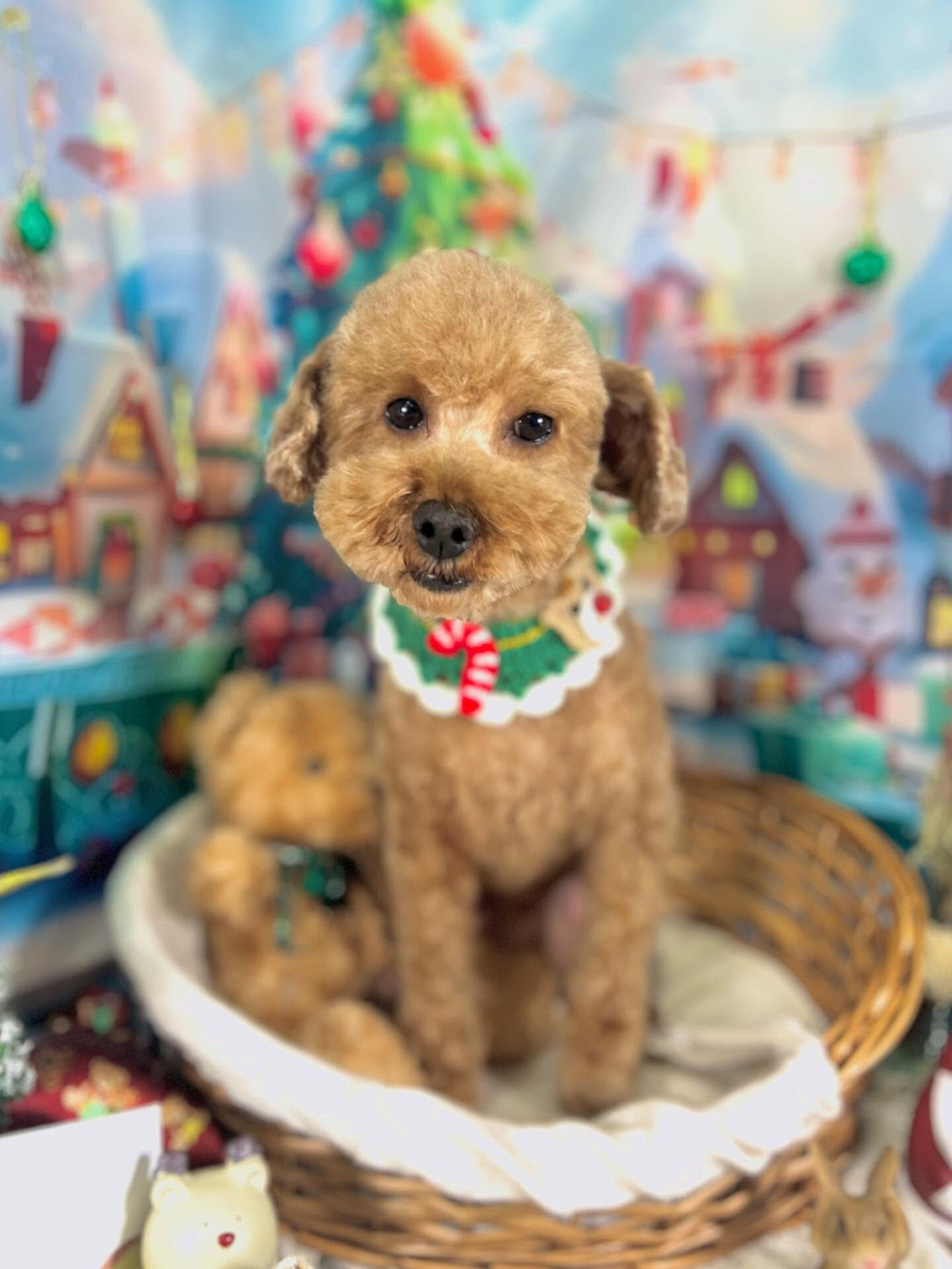 ご来店いただいた竜くんです🐶✨