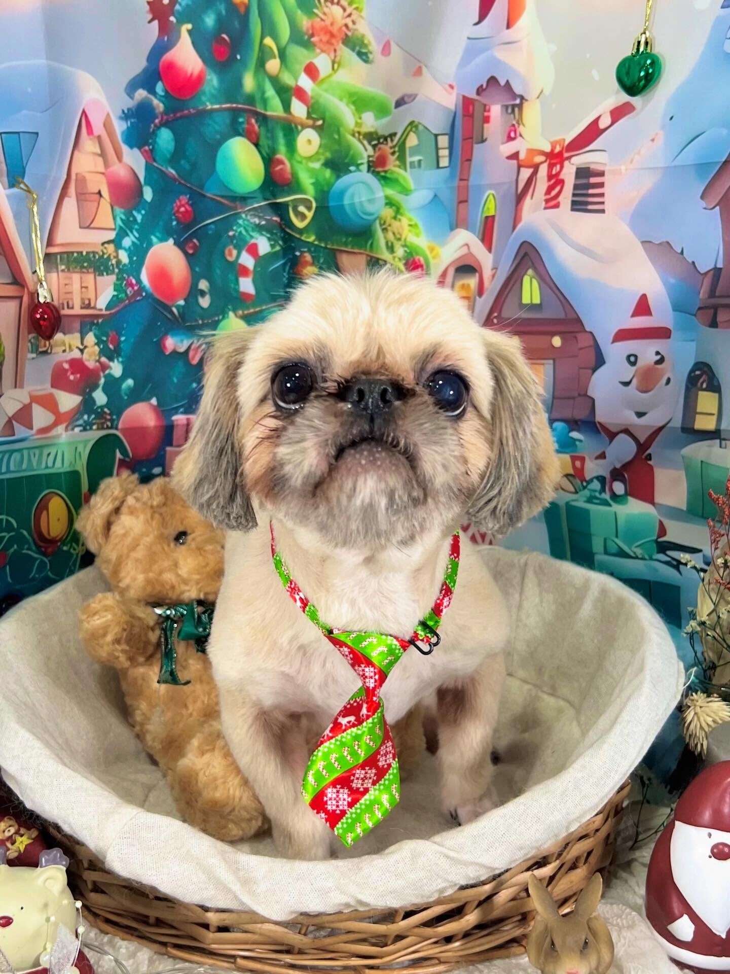 ご来店いただいた文くんです🐶✨