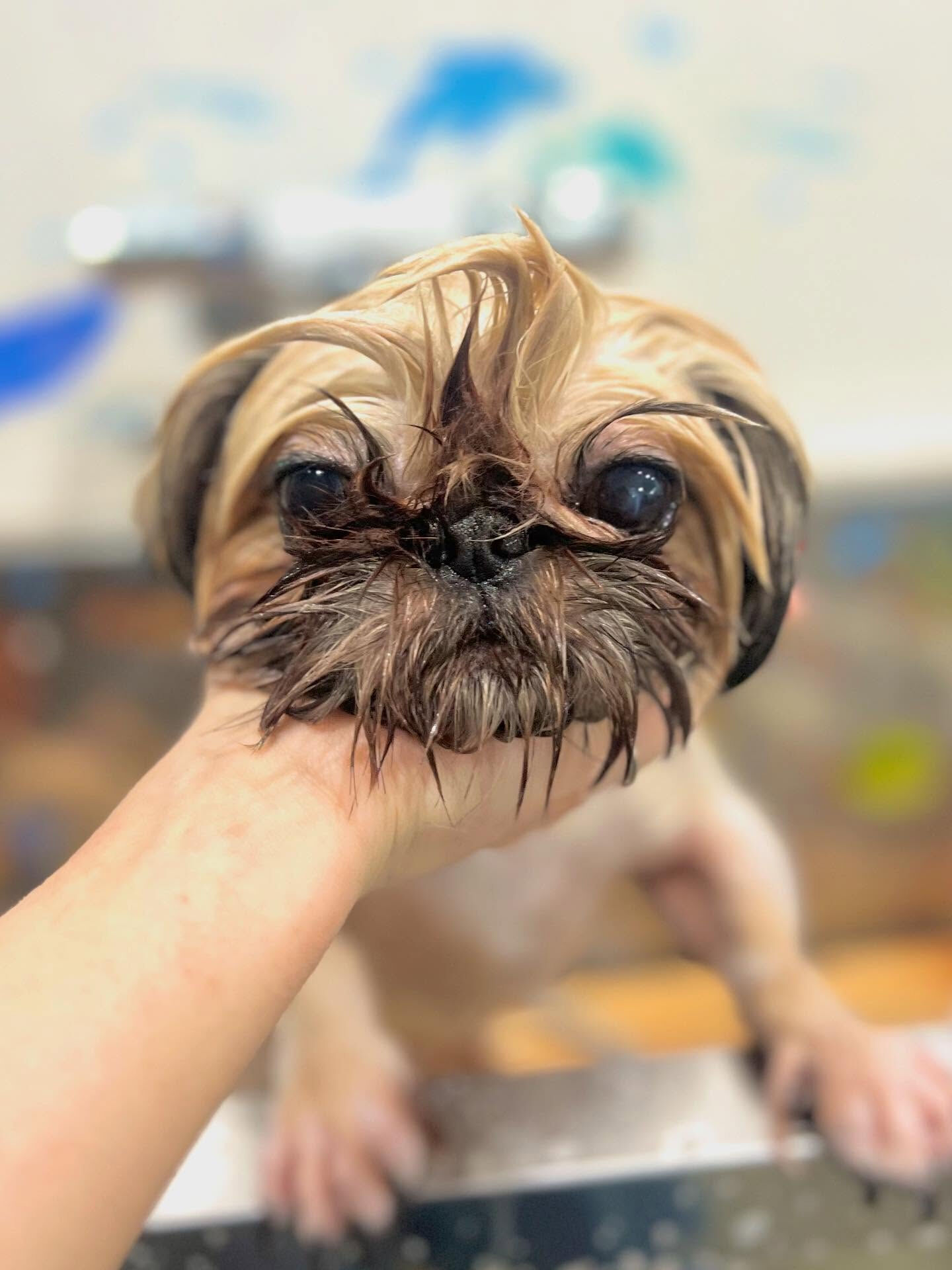 ご来店いただいた文くんです🐶✨