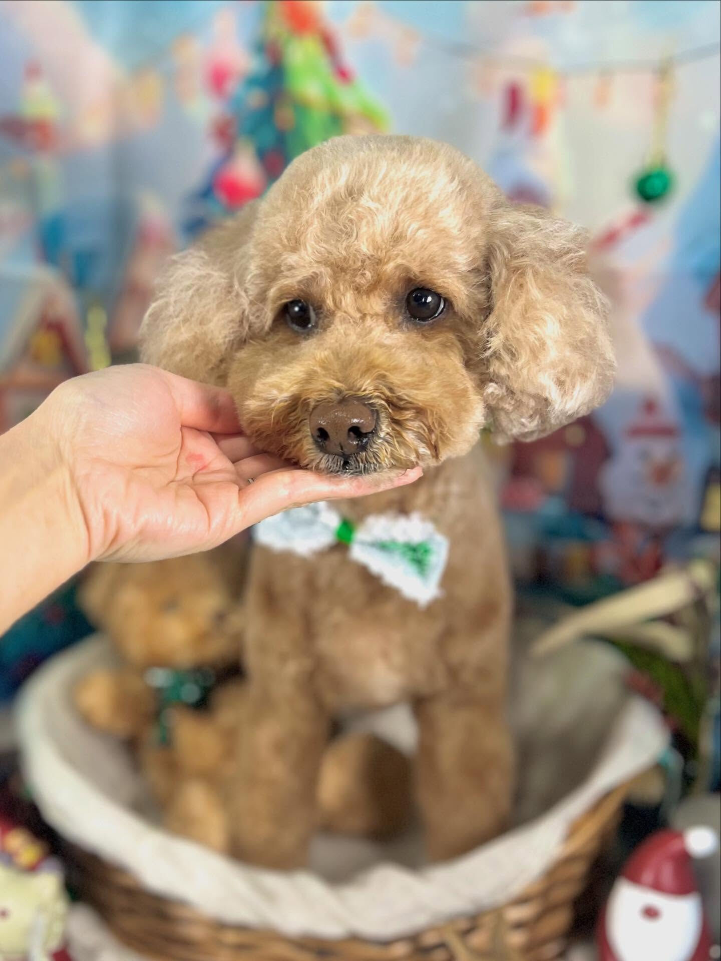 ご来店いただいたマロちゃんです🐶✨