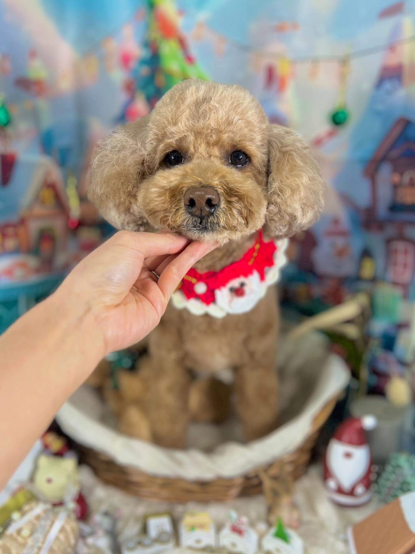 ご来店いただいたマロちゃんです🐶✨