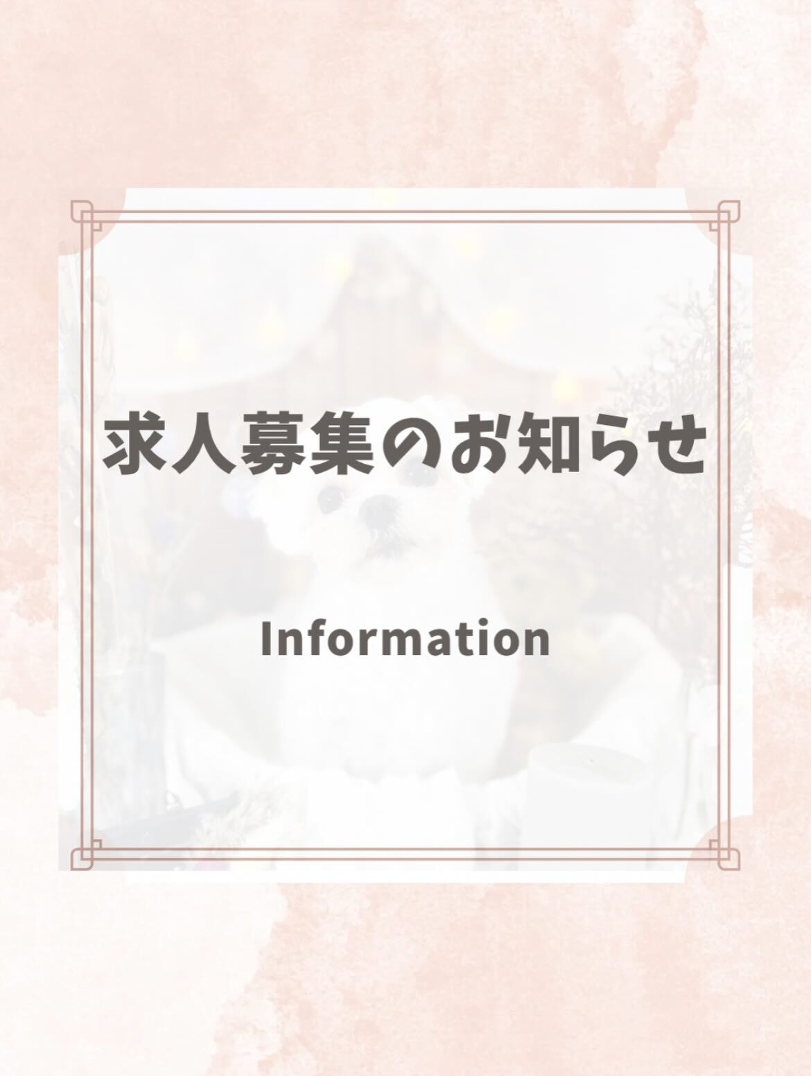 ご来店いただいたマロちゃんです🐶✨