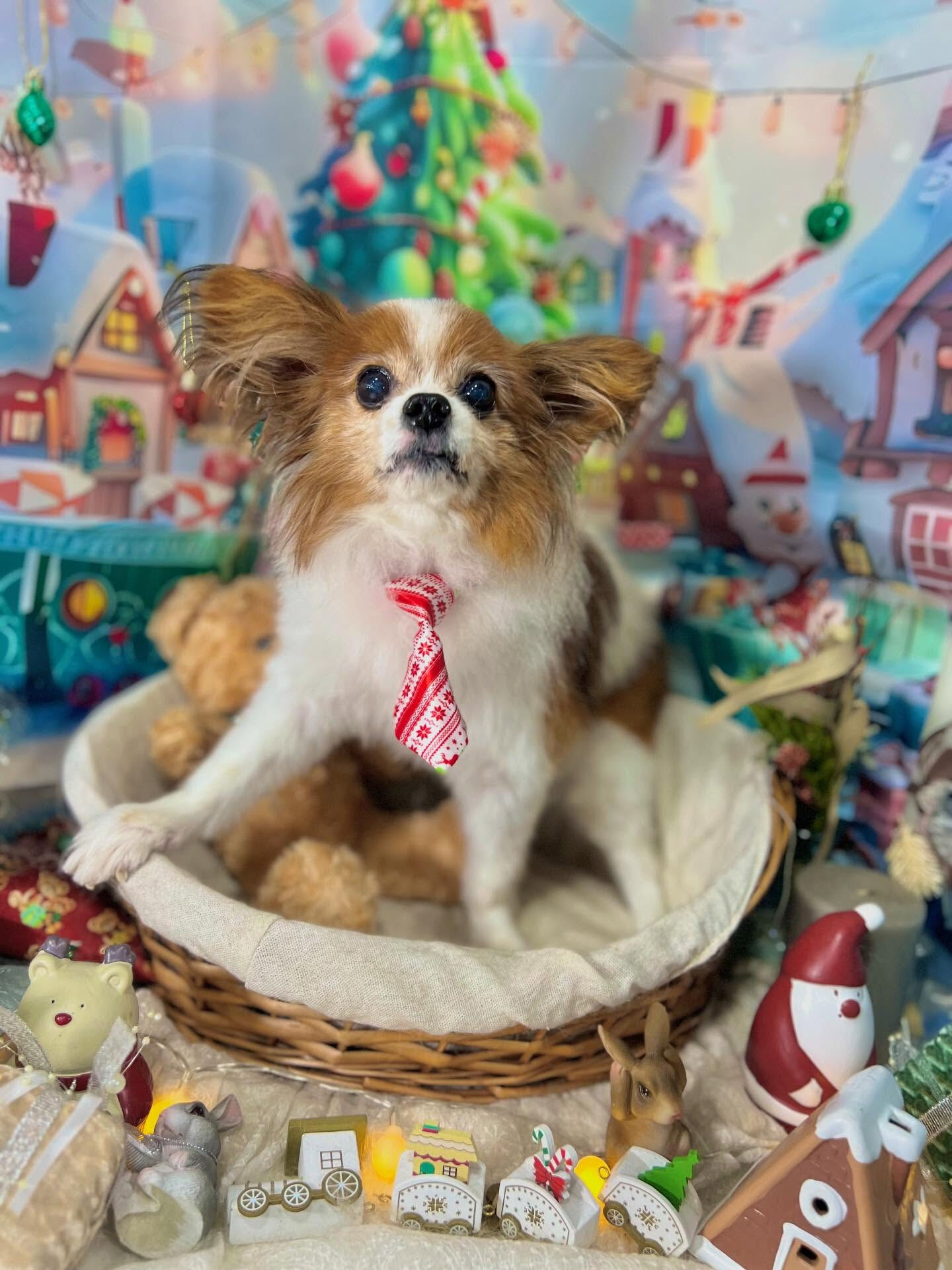 ご来店いただいたシャイくんです🐶✨