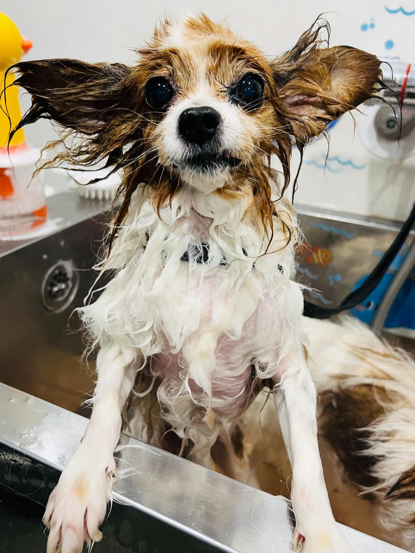 ご来店いただいたシャイくんです🐶✨