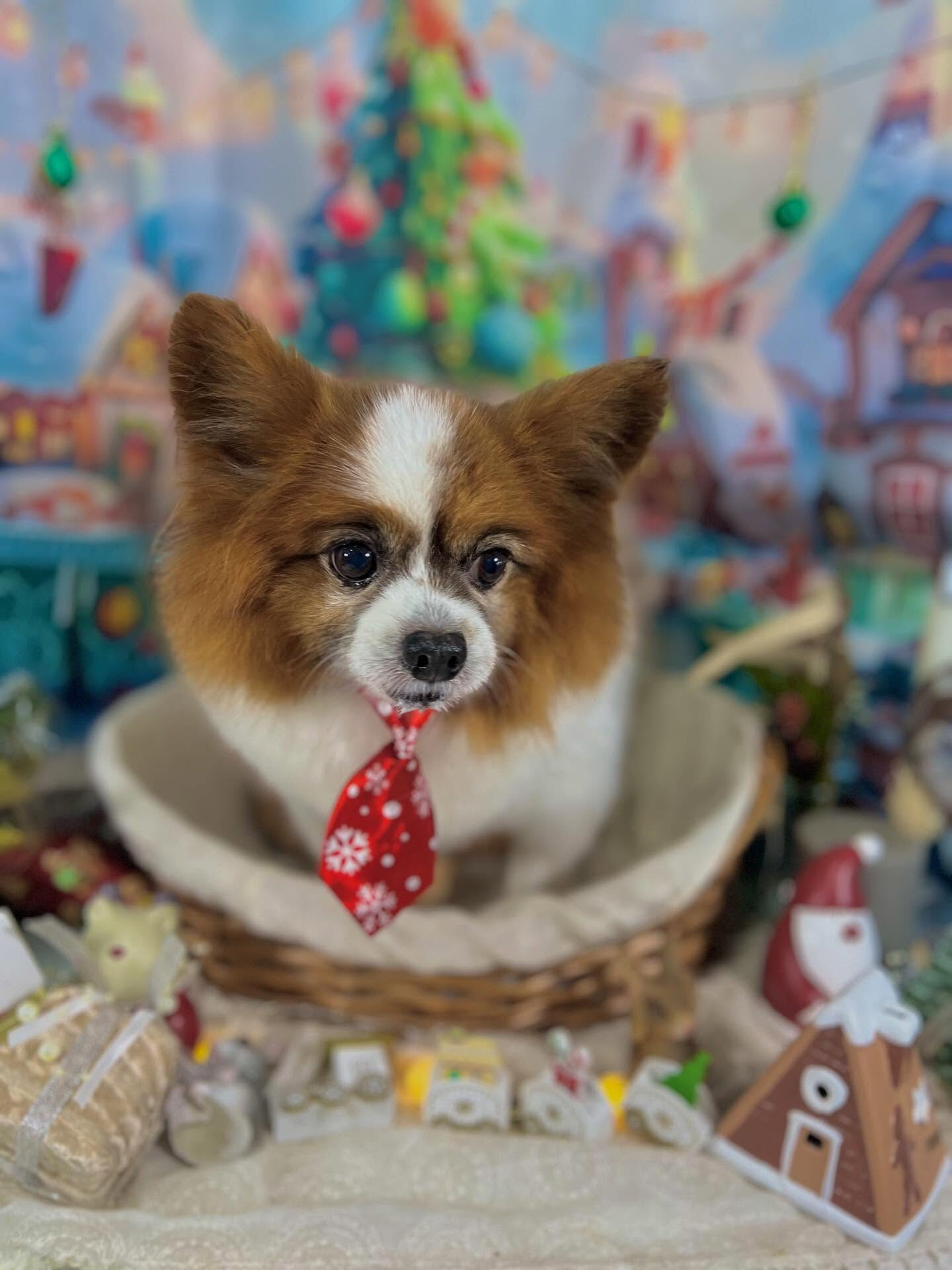 ご来店いただいたピュアくんです🐶✨