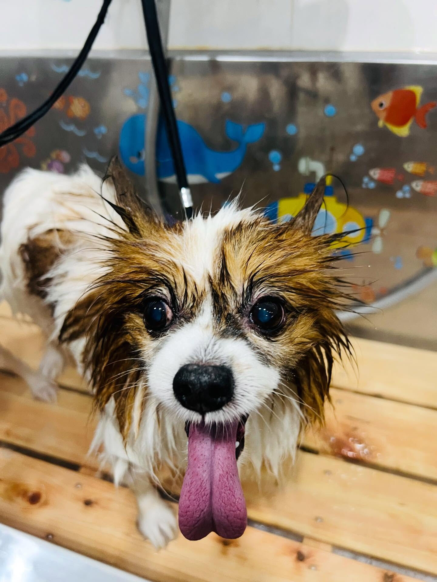 ご来店いただいたピュアくんです🐶✨