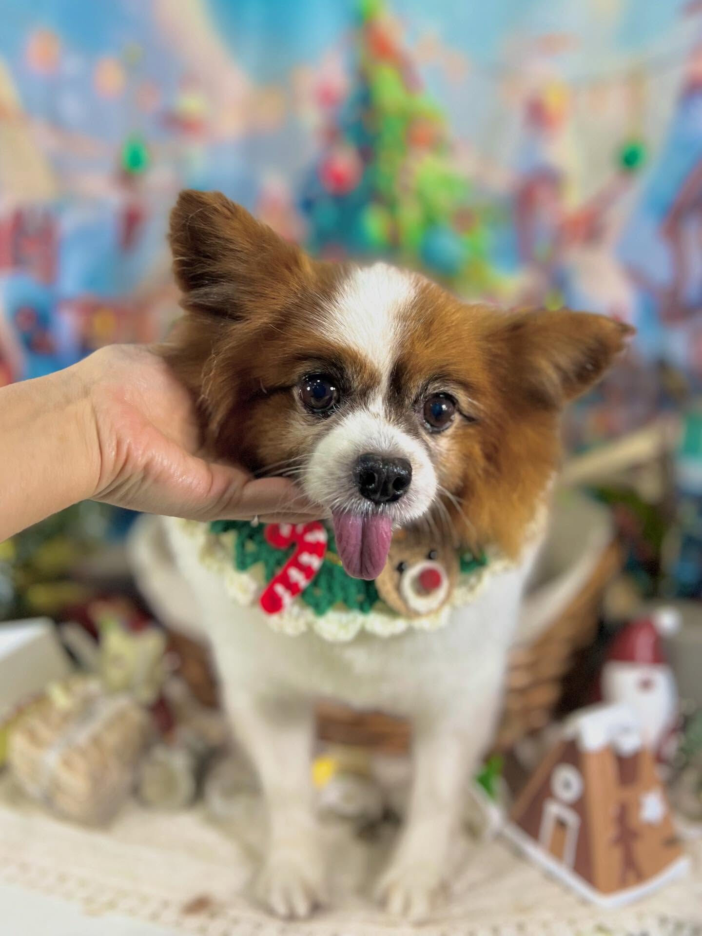 ご来店いただいたピュアくんです🐶✨