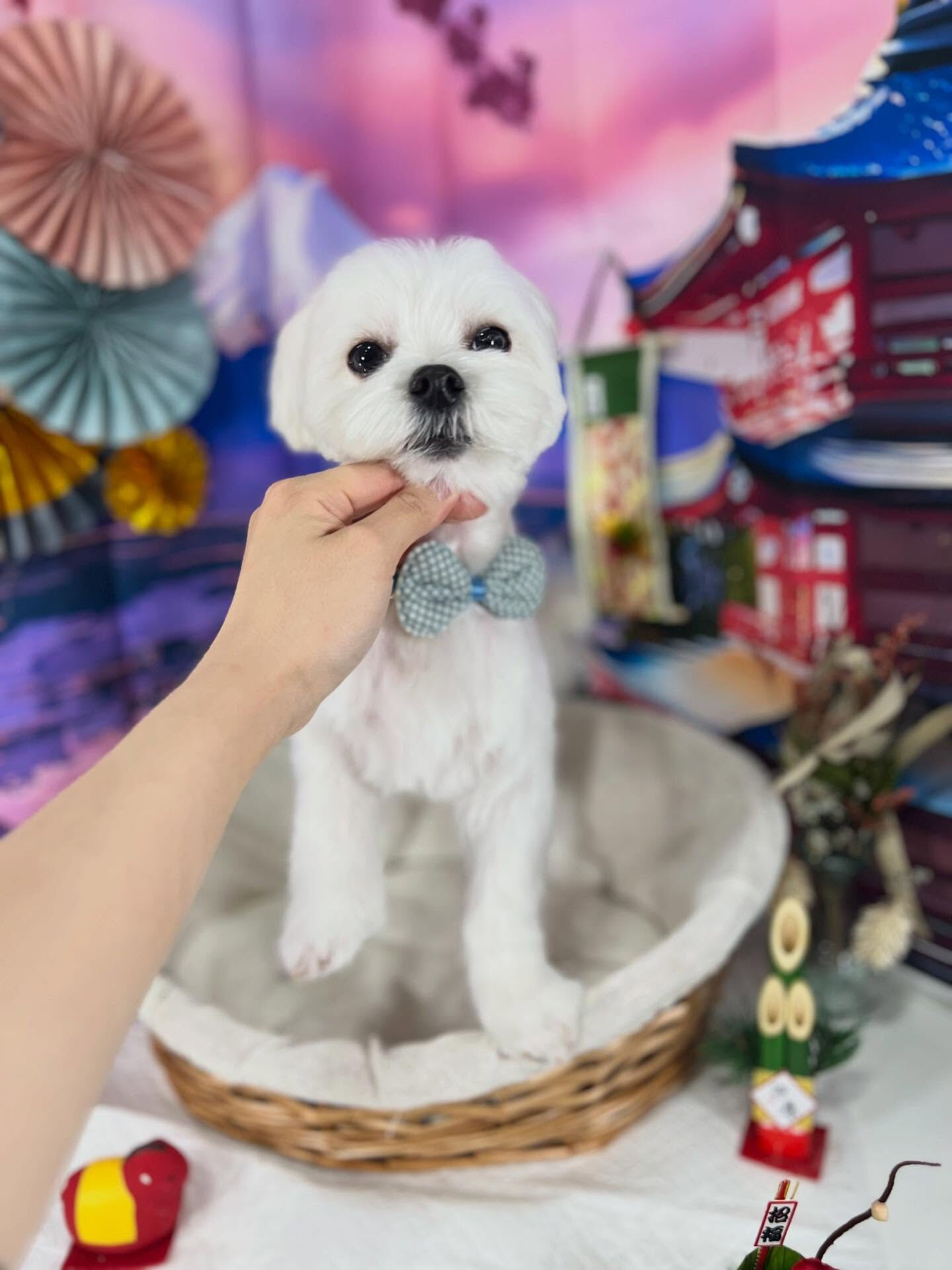ご来店いただいたもちくんです🐶✨