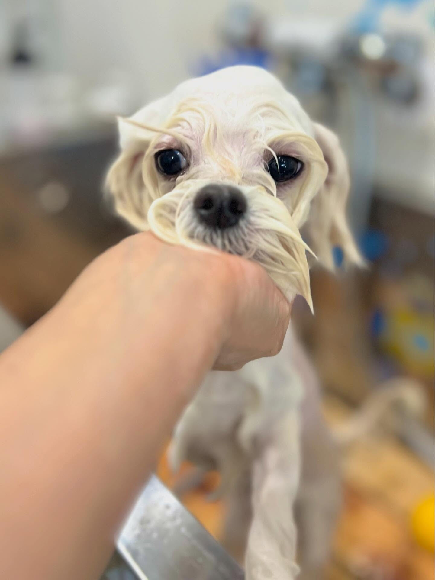 ご来店いただいたもちくんです🐶✨