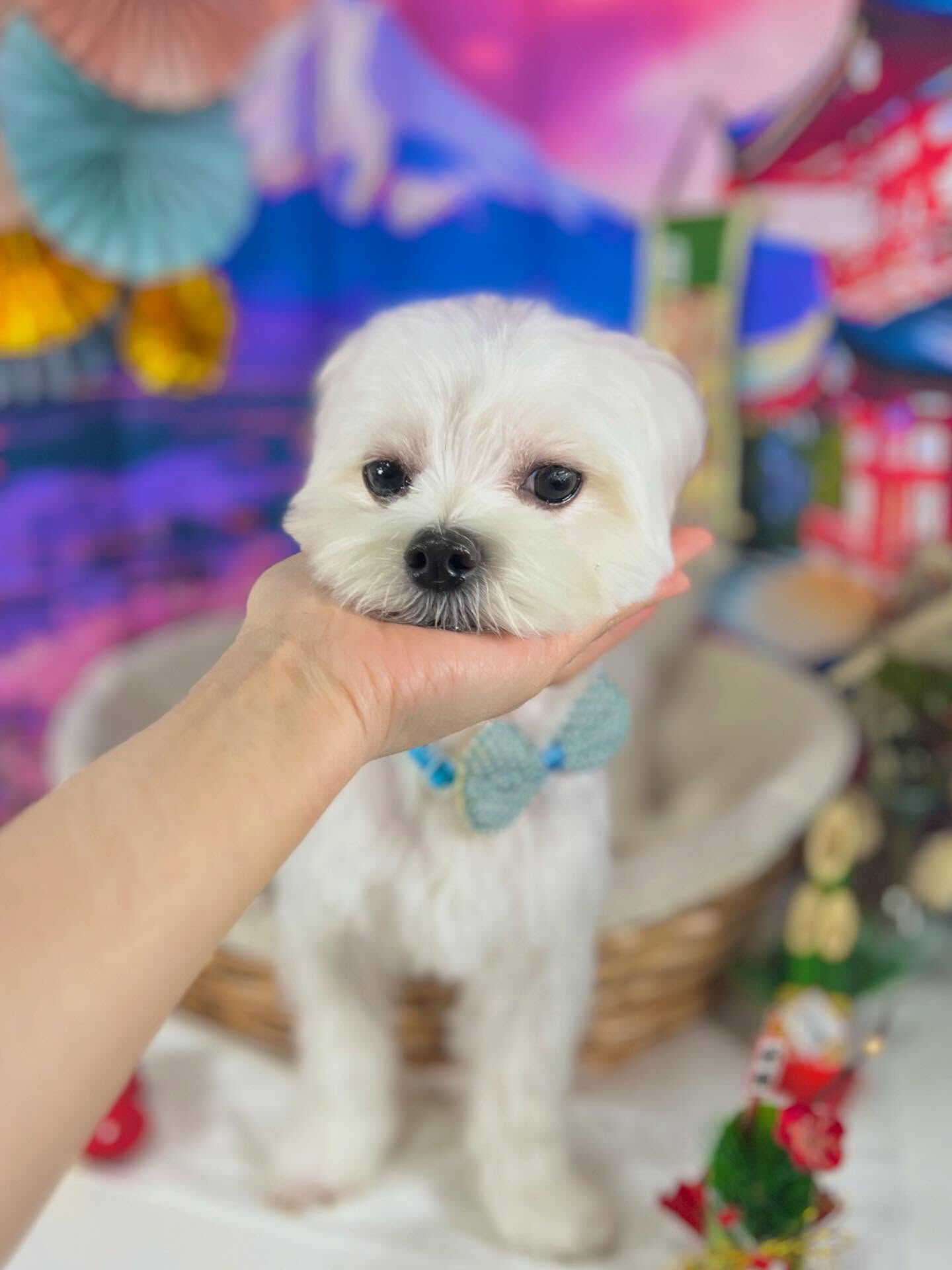 ご来店いただいたもちくんです🐶✨
