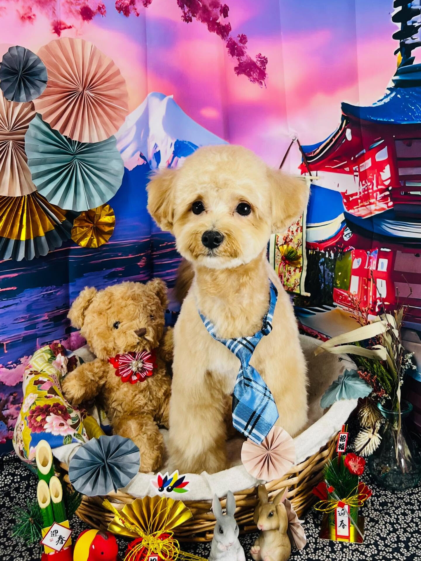 ご来店いただいたきなこくんです🐶✨