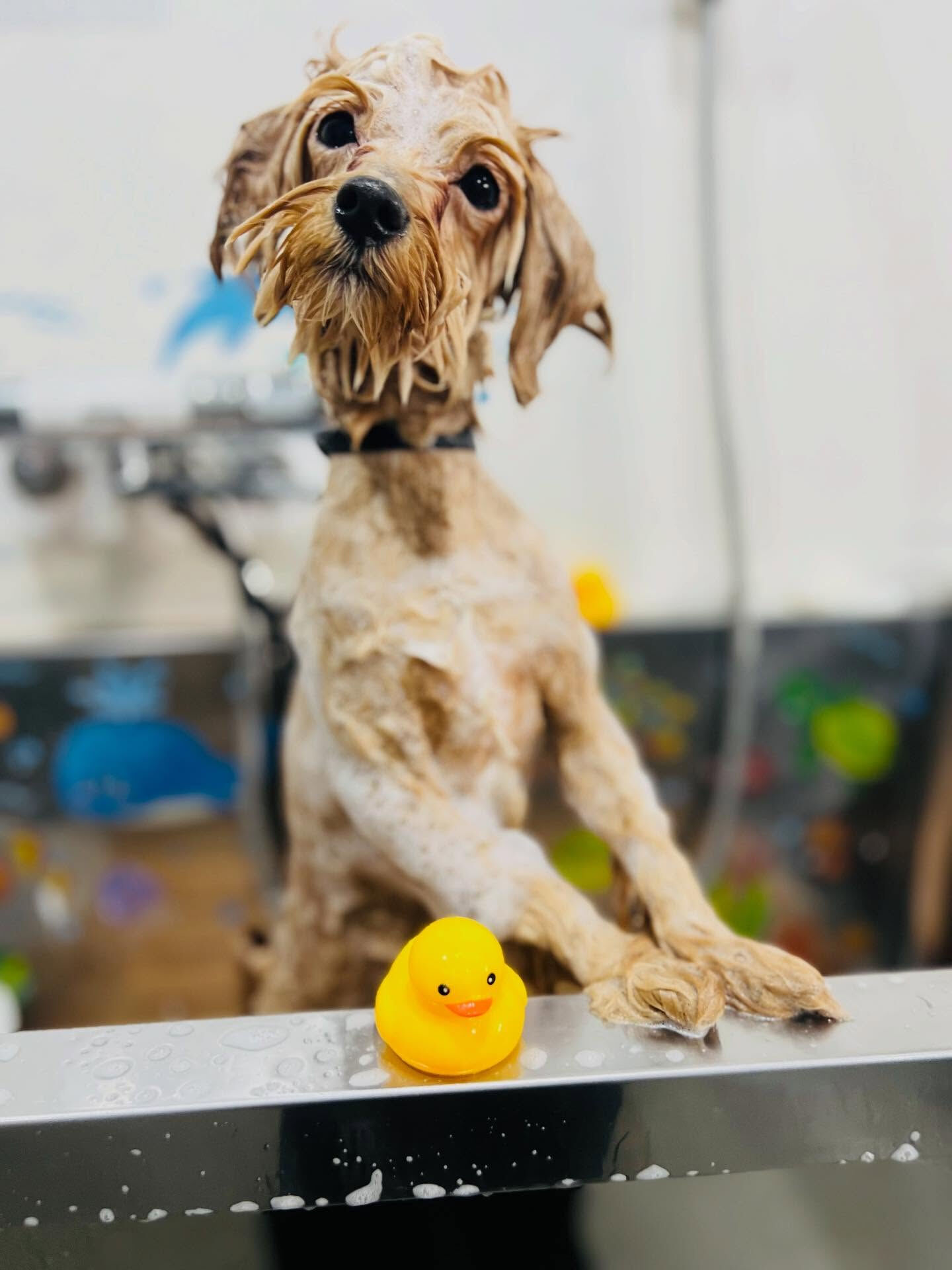 ご来店いただいたきなこくんです🐶✨
