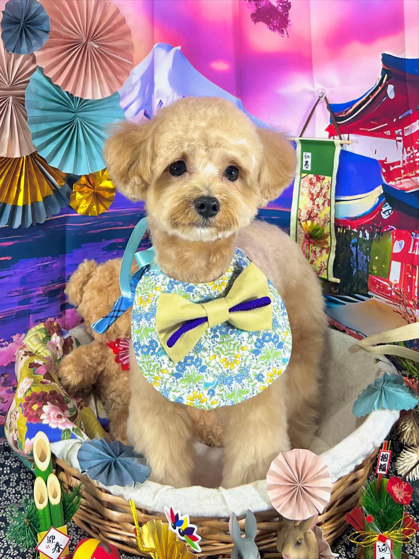 ご来店いただいたきなこくんです🐶✨