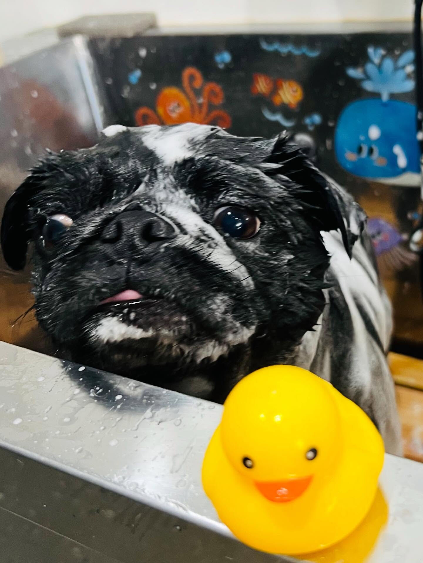 ご来店いただいたりとくんです🐶✨