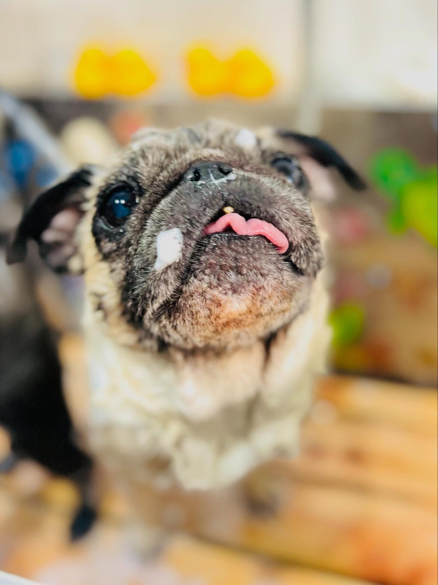 ご来店いただいたおとちゃんです🐶✨