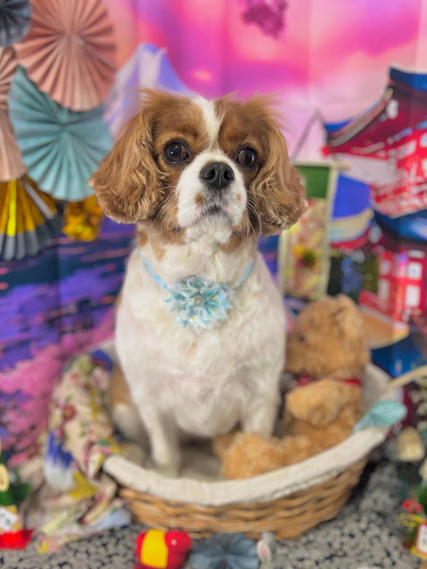ご来店いただいたおもちちゃんです🐶✨