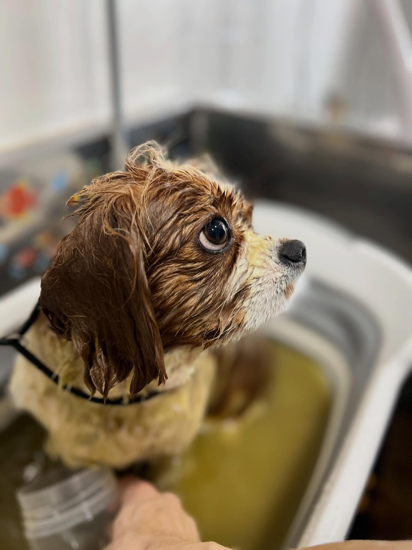 ご来店いただいたおもちちゃんです🐶✨