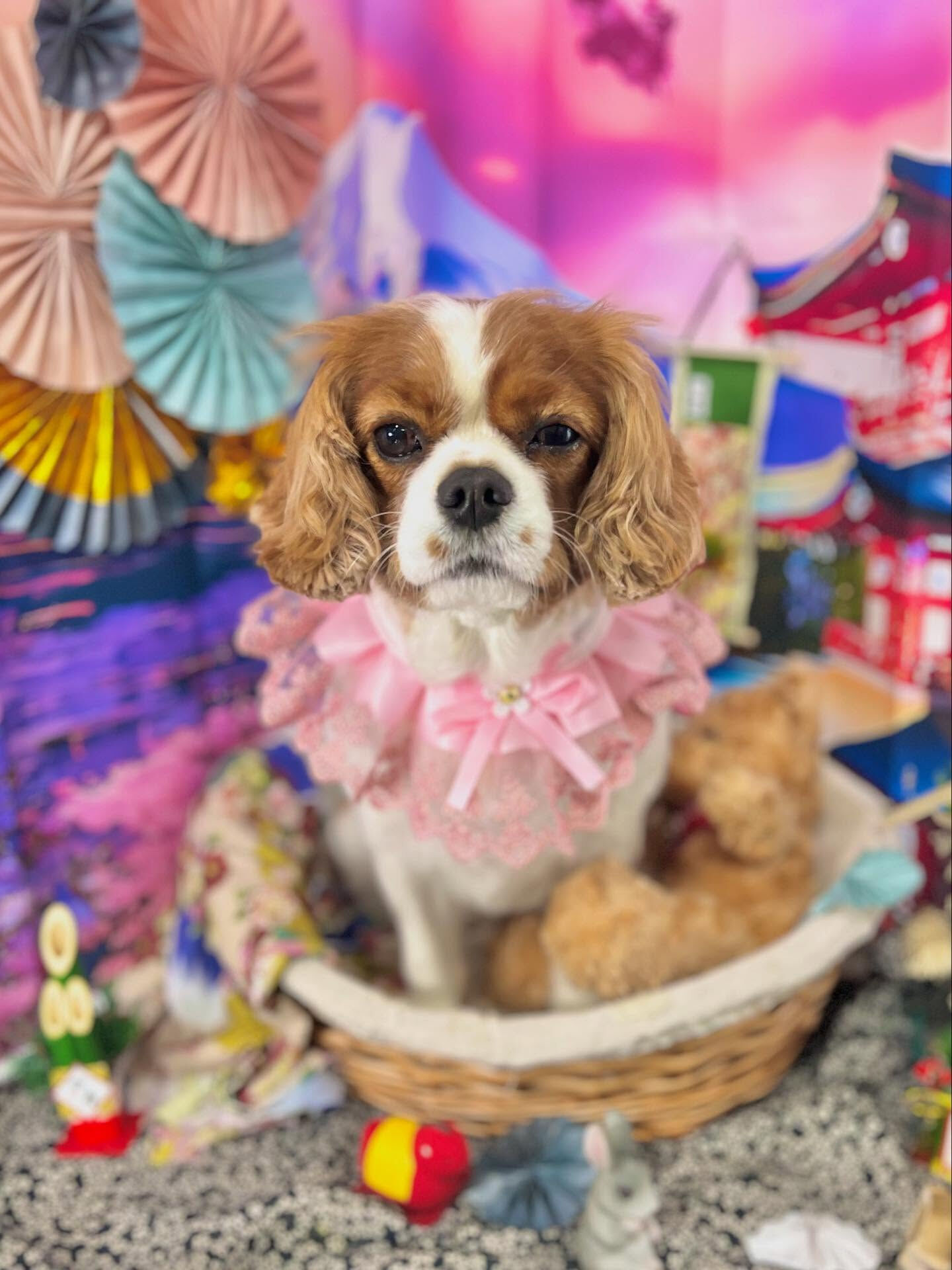 ご来店いただいたおもちちゃんです🐶✨