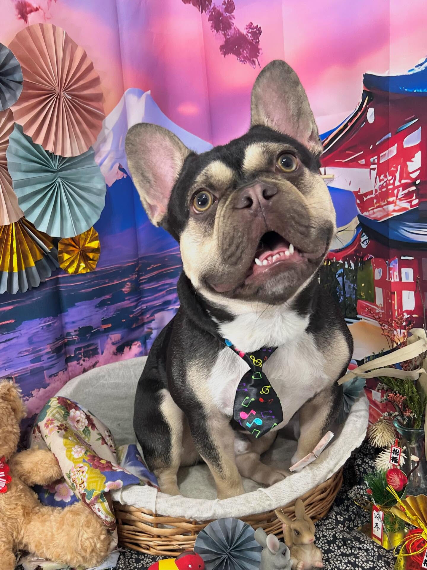 ご来店いただいたシルバくんです🐶✨