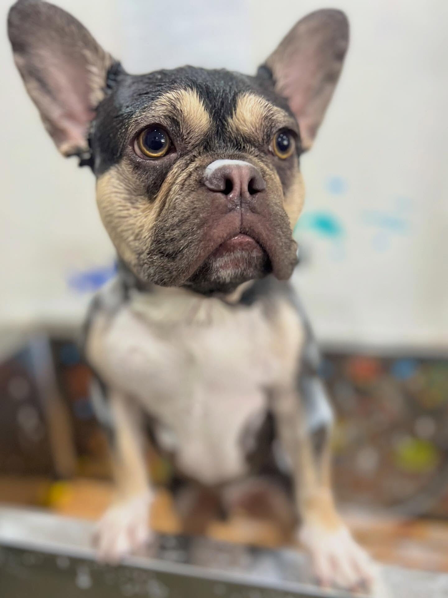 ご来店いただいたシルバくんです🐶✨