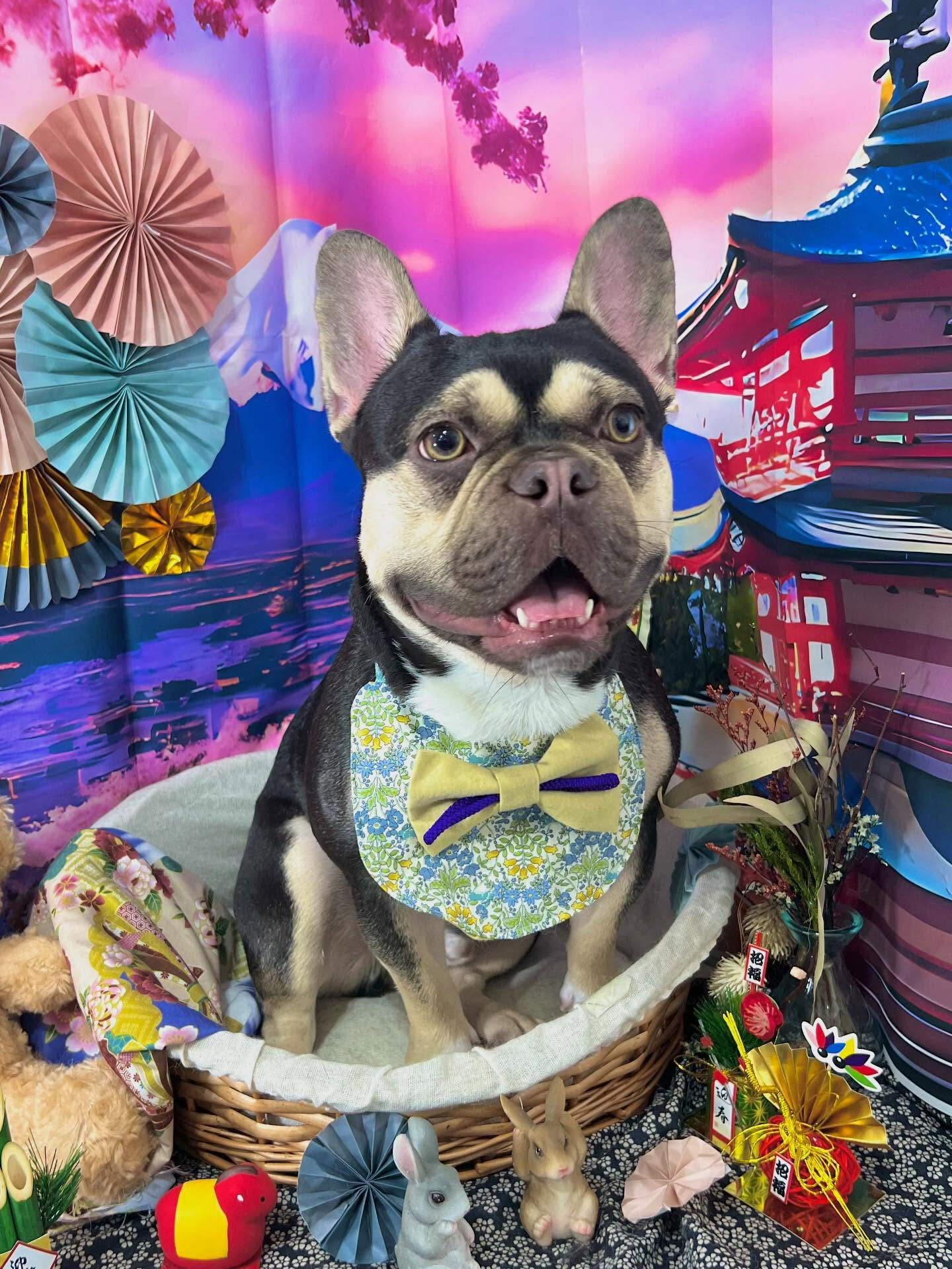 ご来店いただいたシルバくんです🐶✨