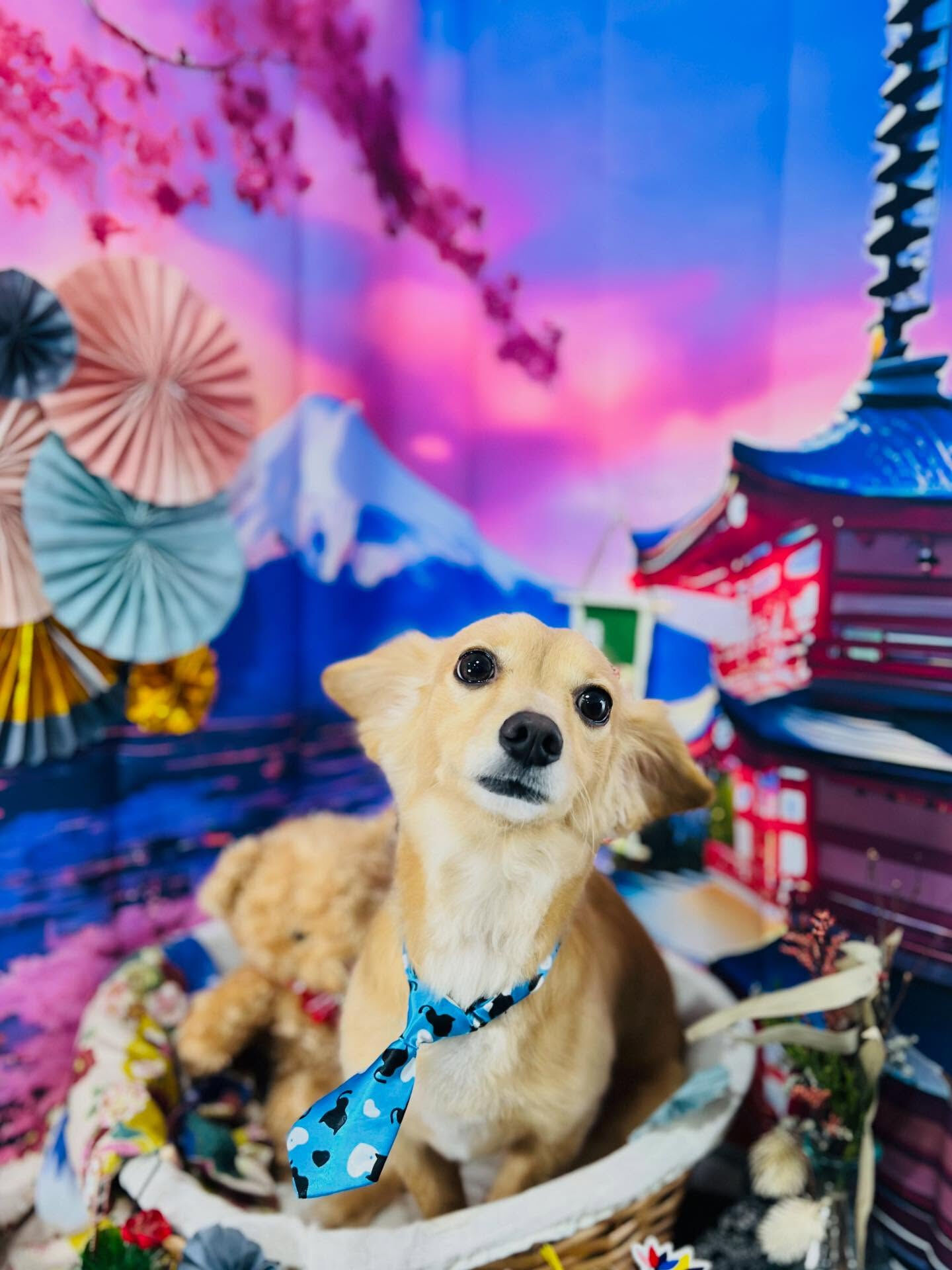 ご来店いただいたちくわくんです🐶✨