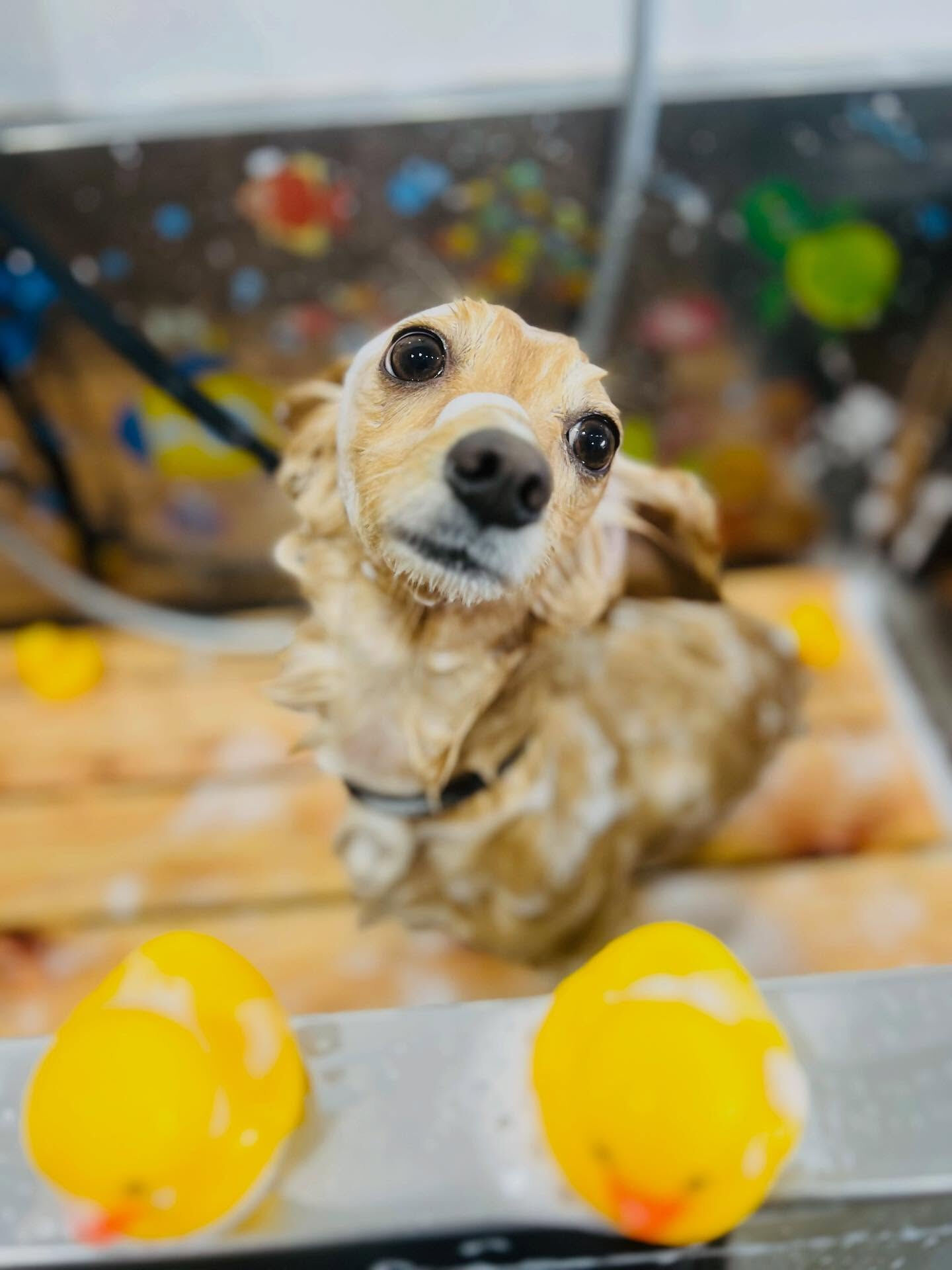 ご来店いただいたちくわくんです🐶✨