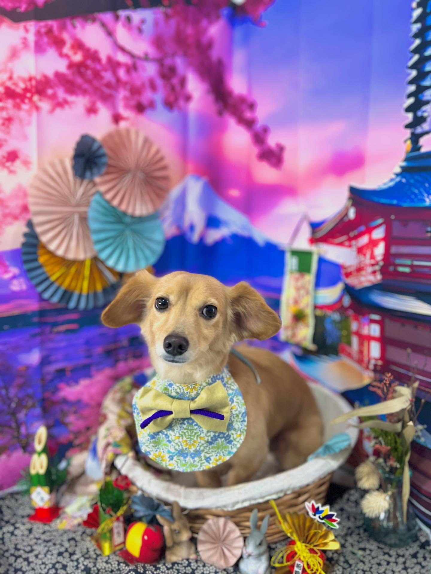ご来店いただいたちくわくんです🐶✨
