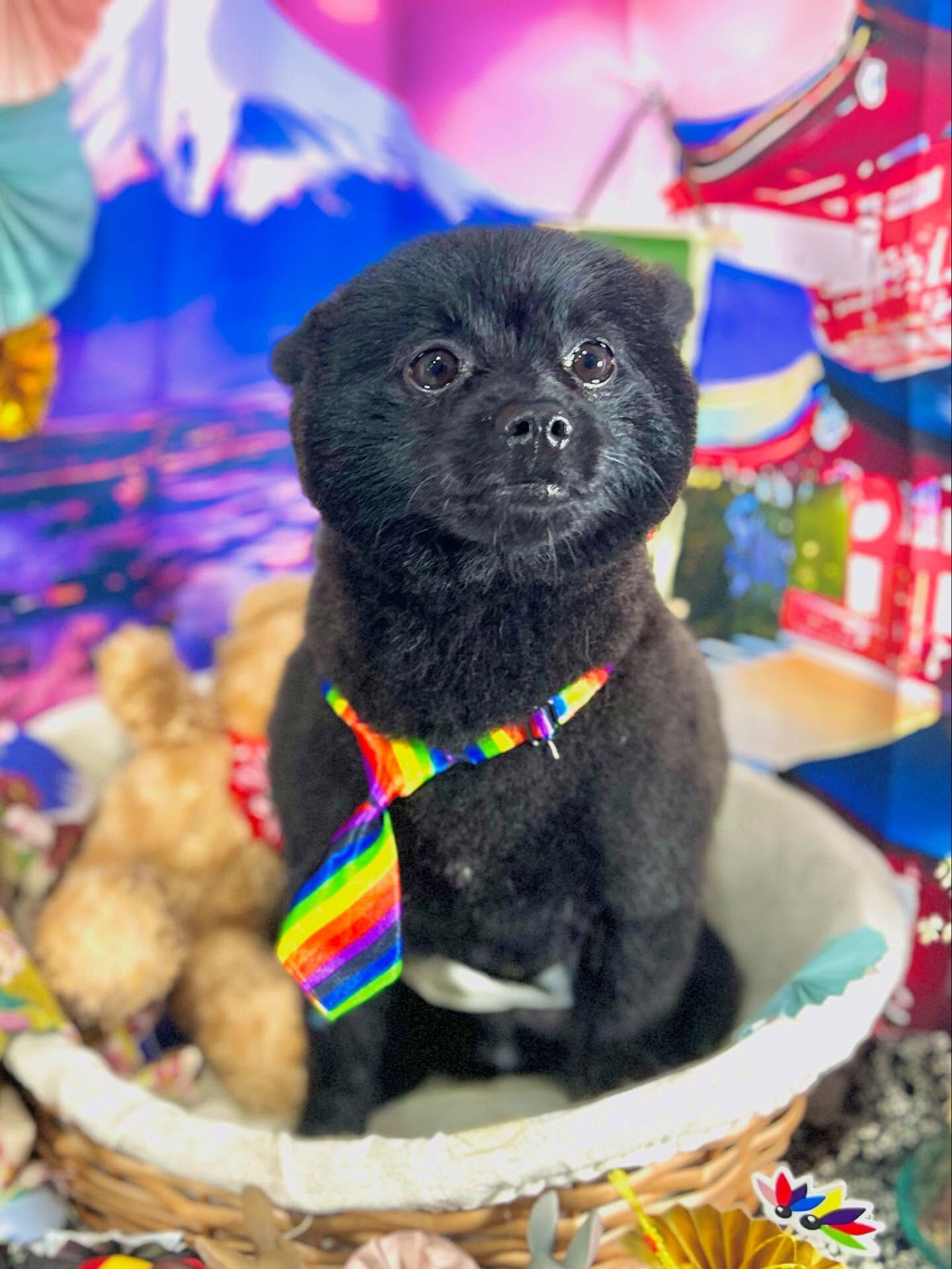 ご来店いただいたれおくんです🐶✨