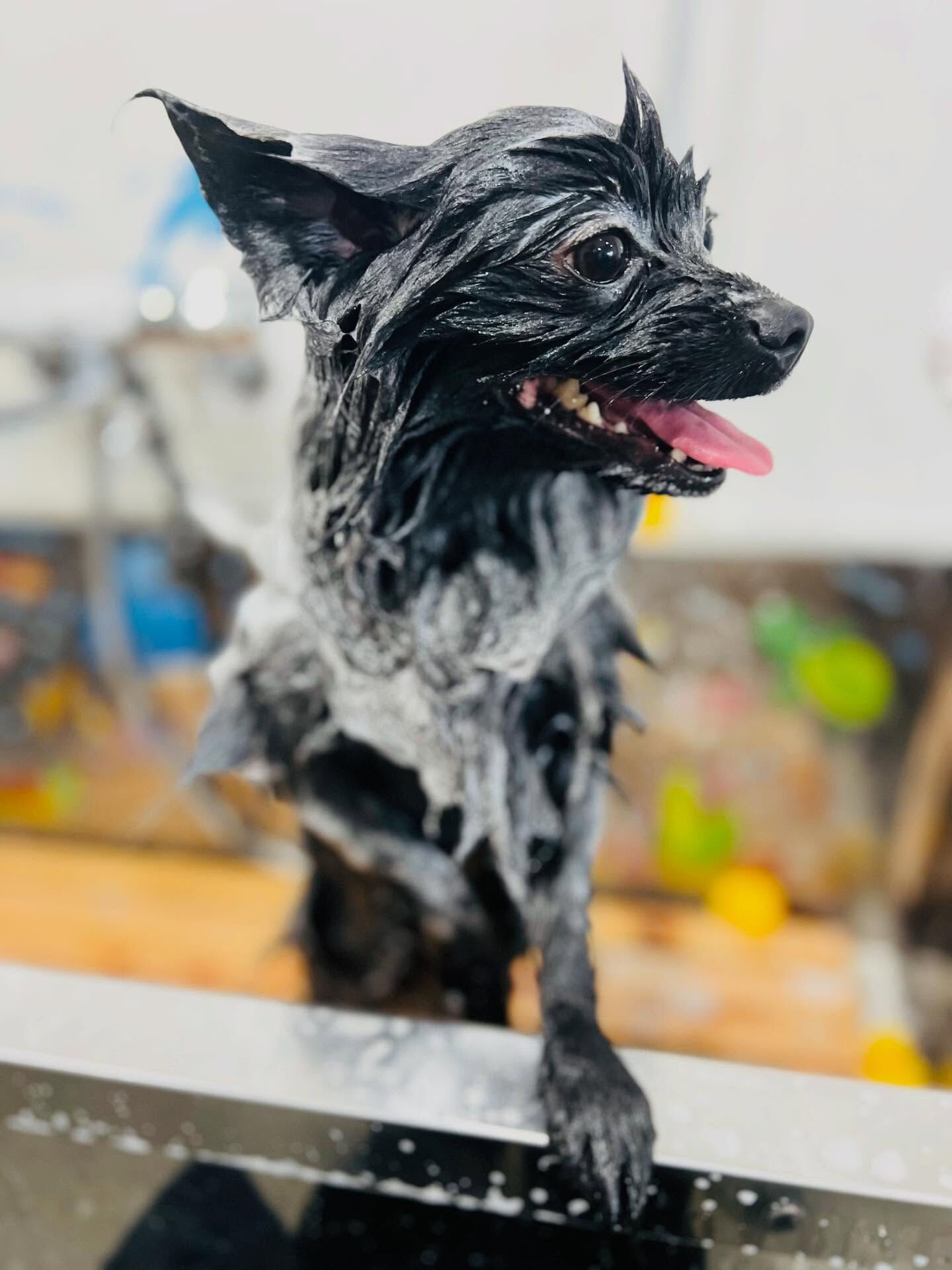 ご来店いただいたれおくんです🐶✨