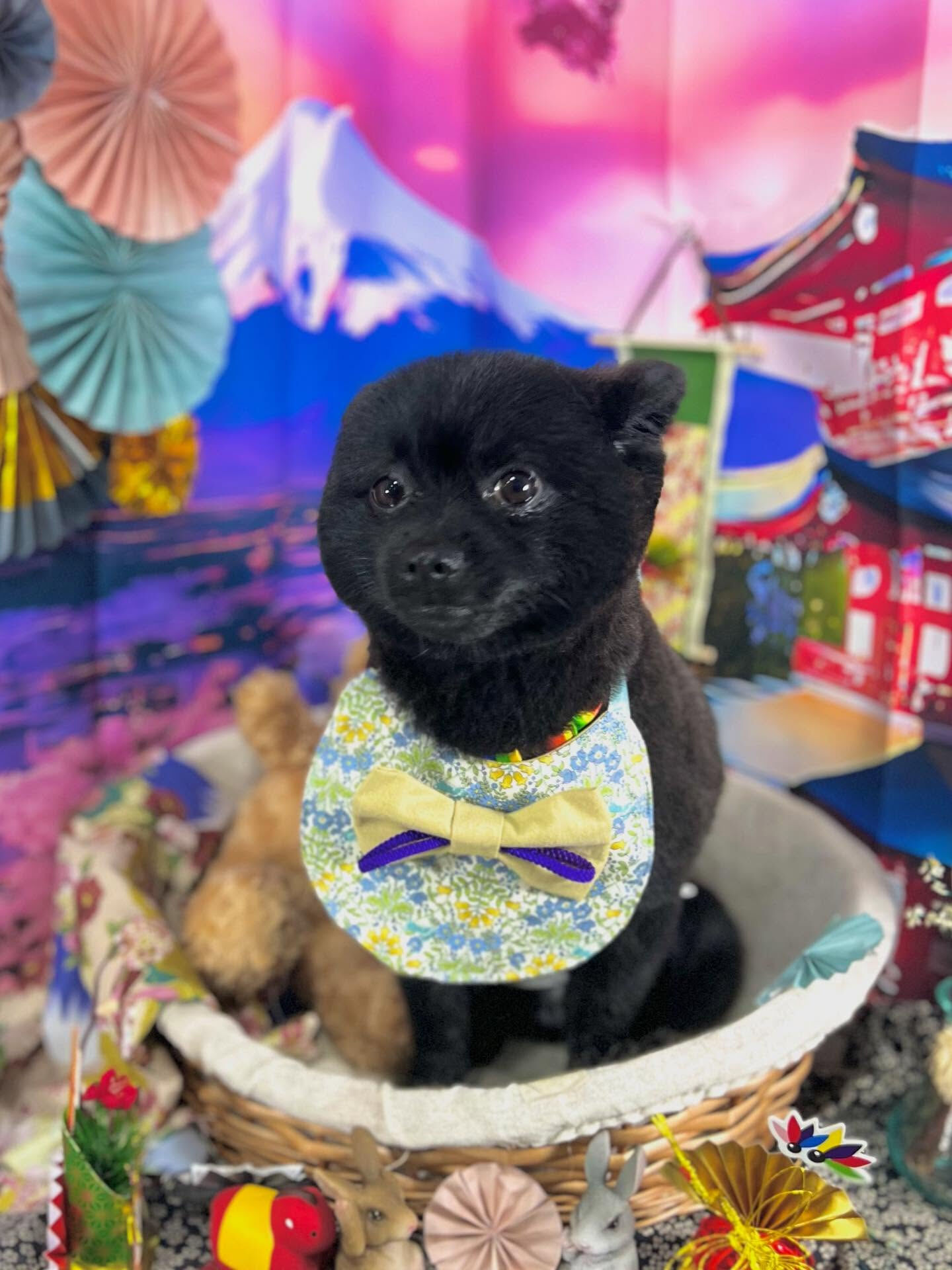 ご来店いただいたれおくんです🐶✨